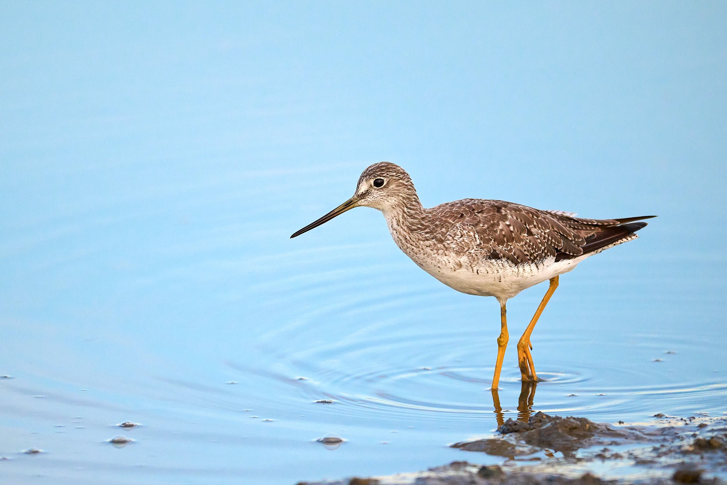 Greater Yellowlegs