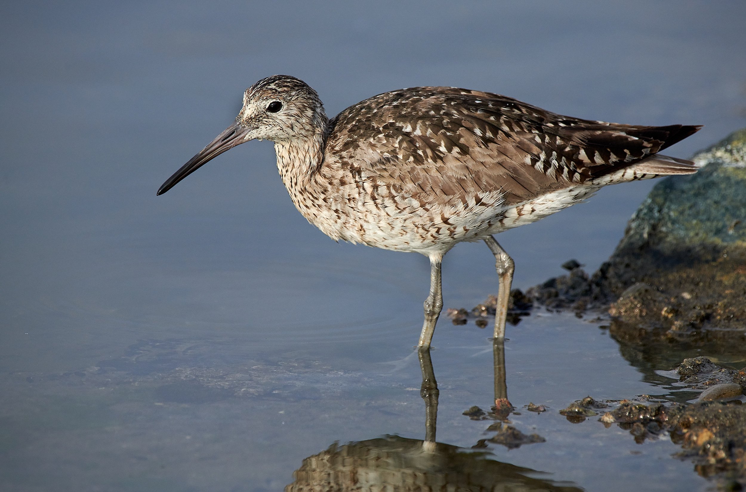 Willet