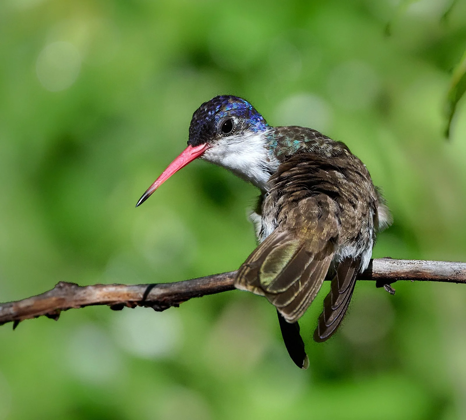 Violet-crowned Hummingbird