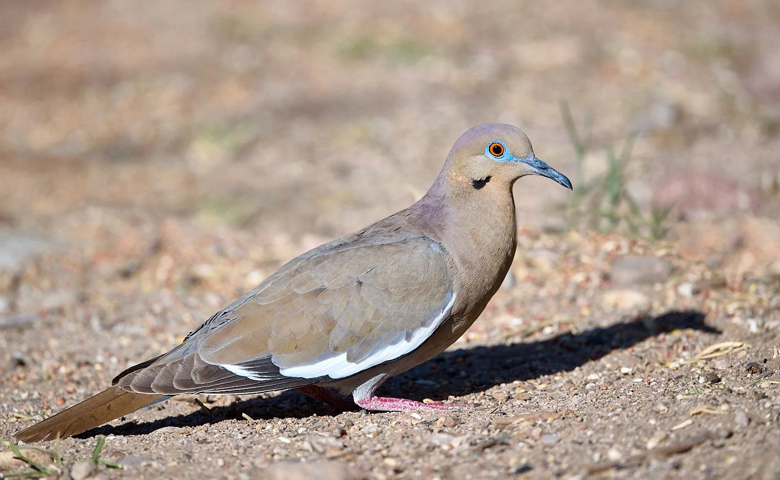 White-winged Dove