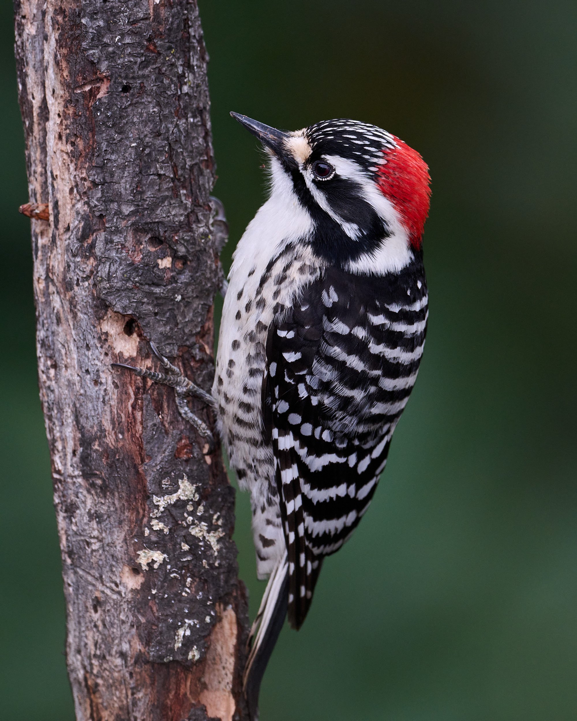 Nuttall's Woodpecker