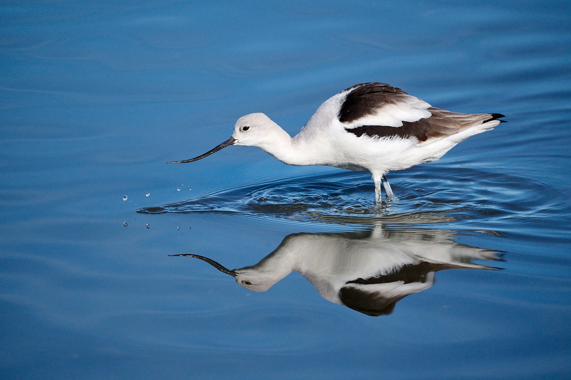 Avocet