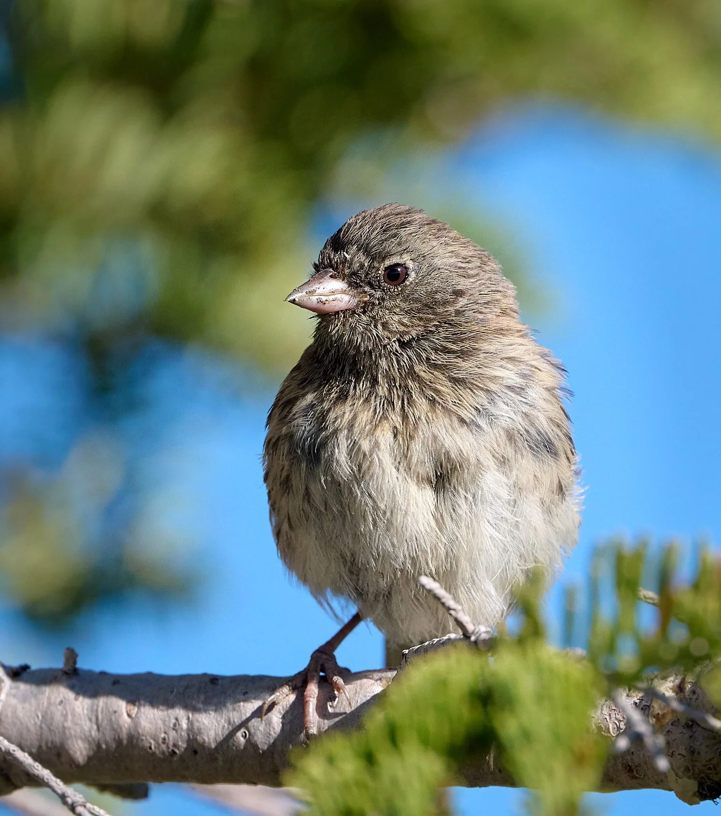 Dark-eyed Junco, juvenile