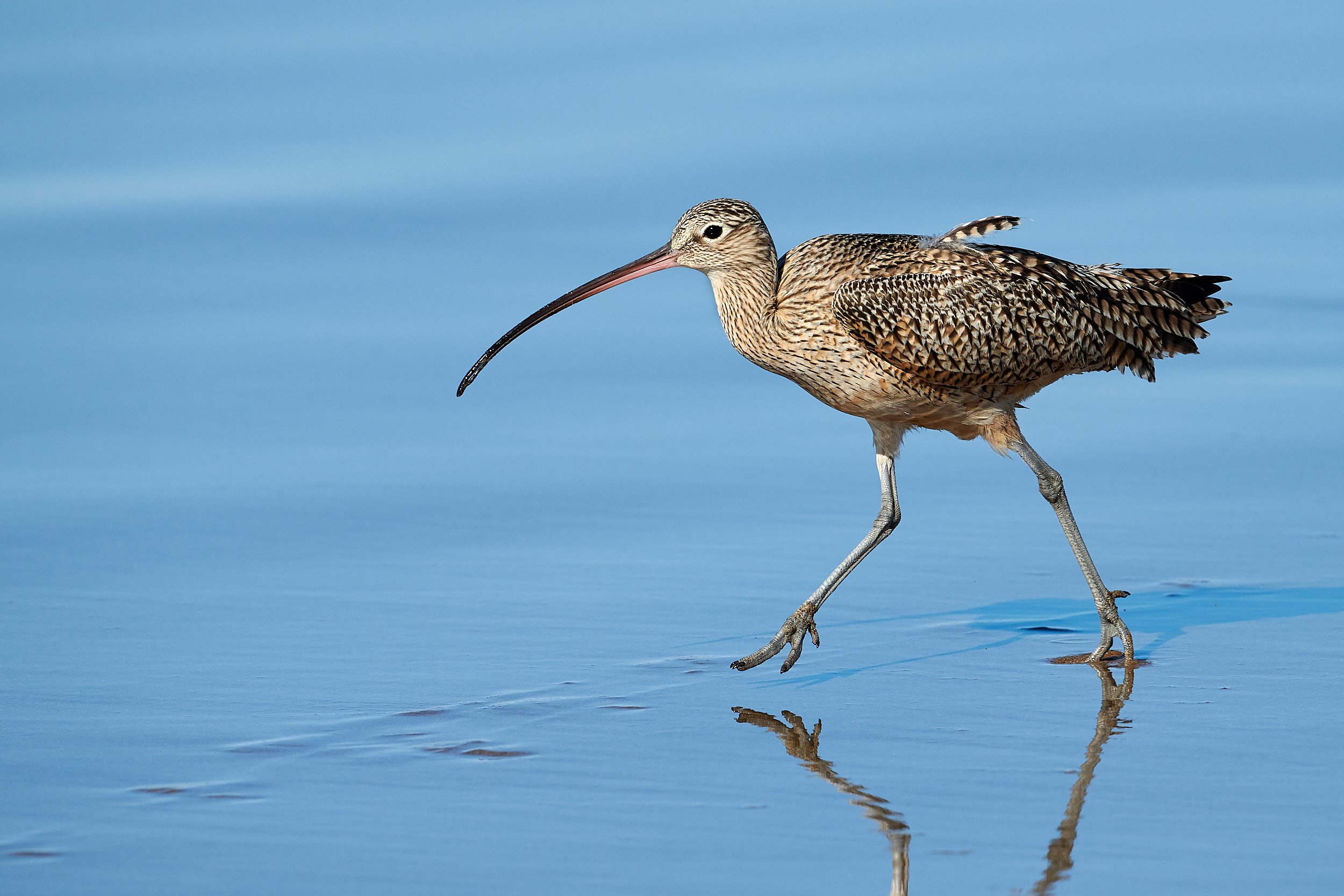 Long-billed Curlew