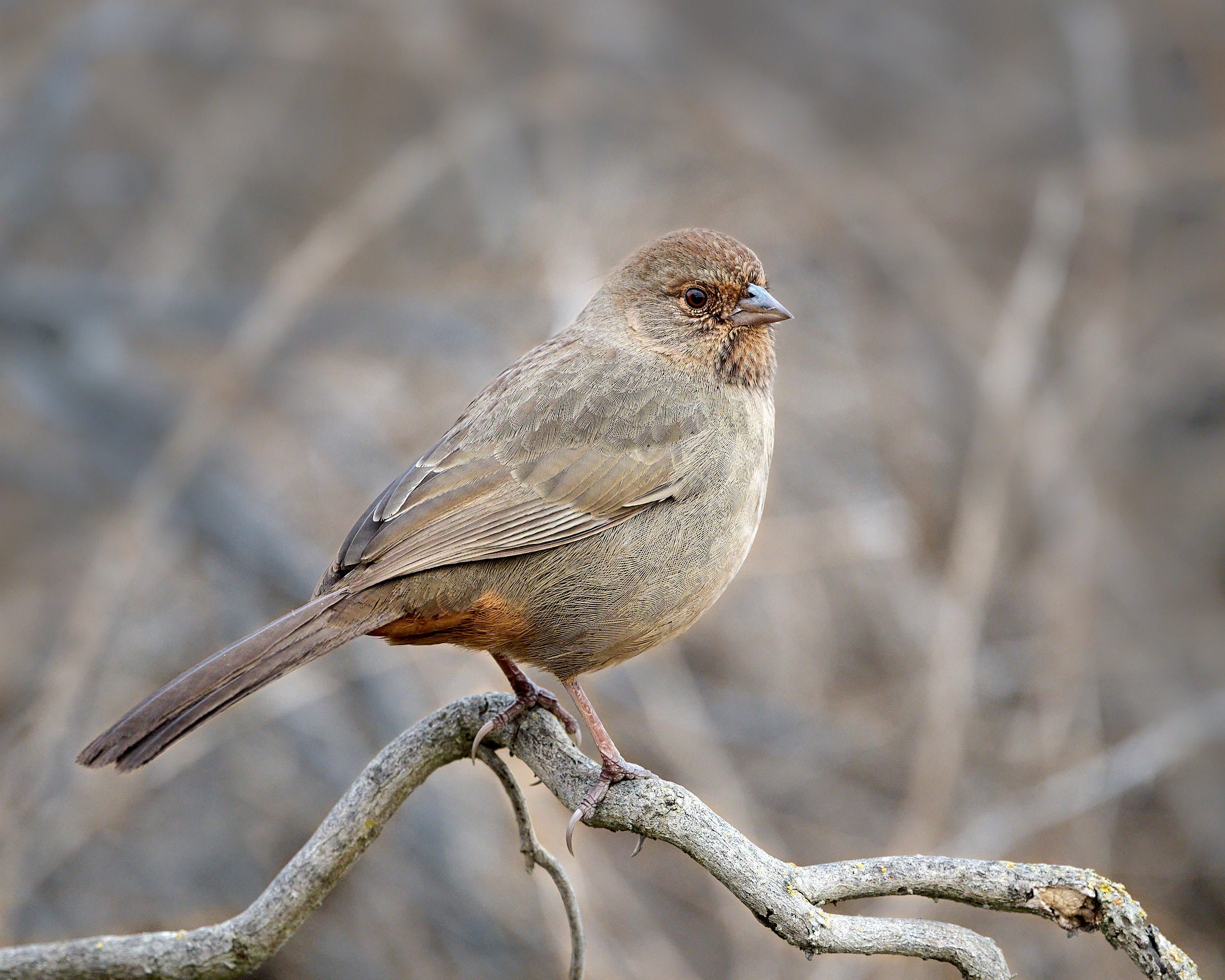 California Towhee