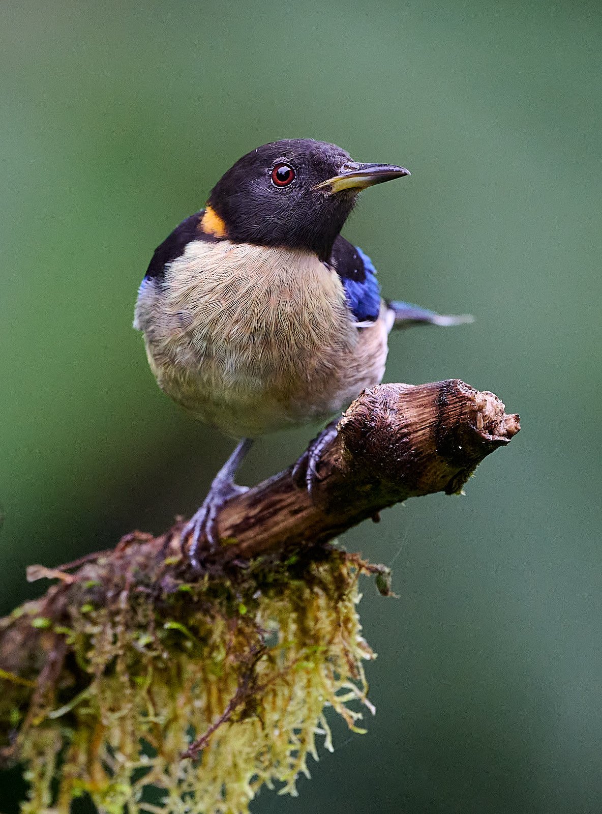 Golden-naped Tanager