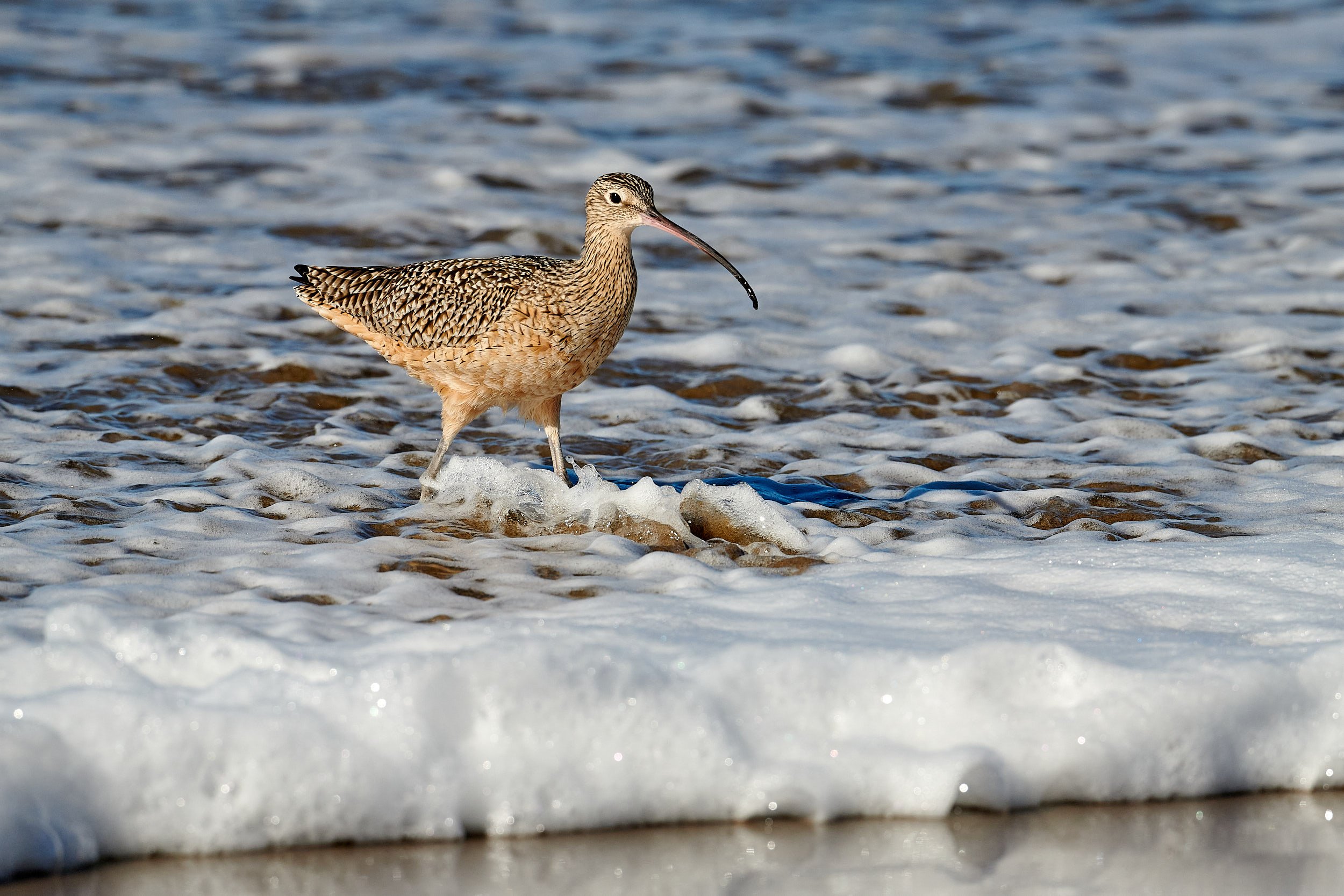 Long-billed Curlew