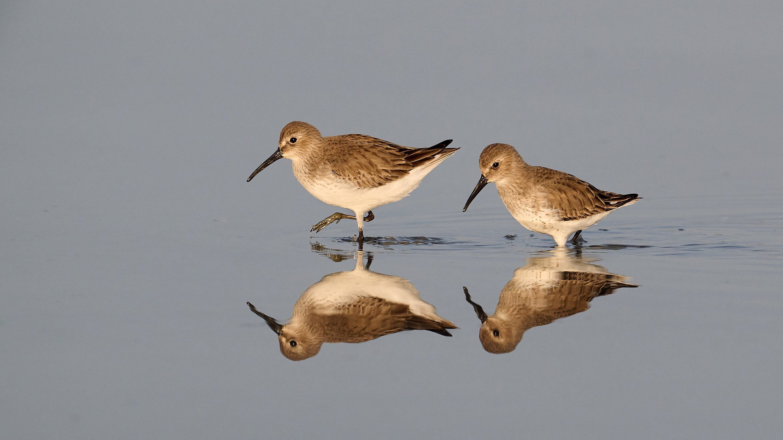 Least Sandpiper
