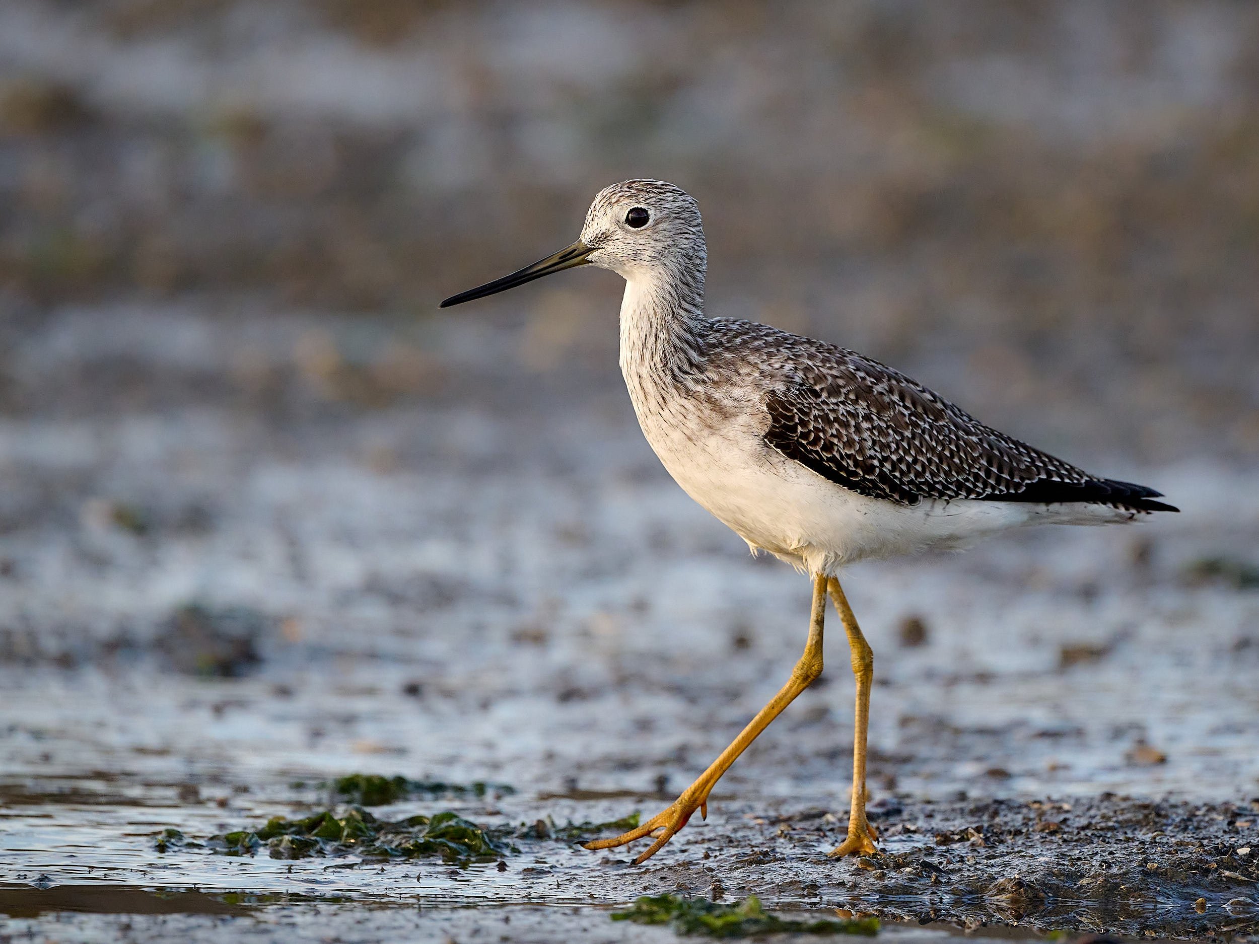 Greater Yellowlegs