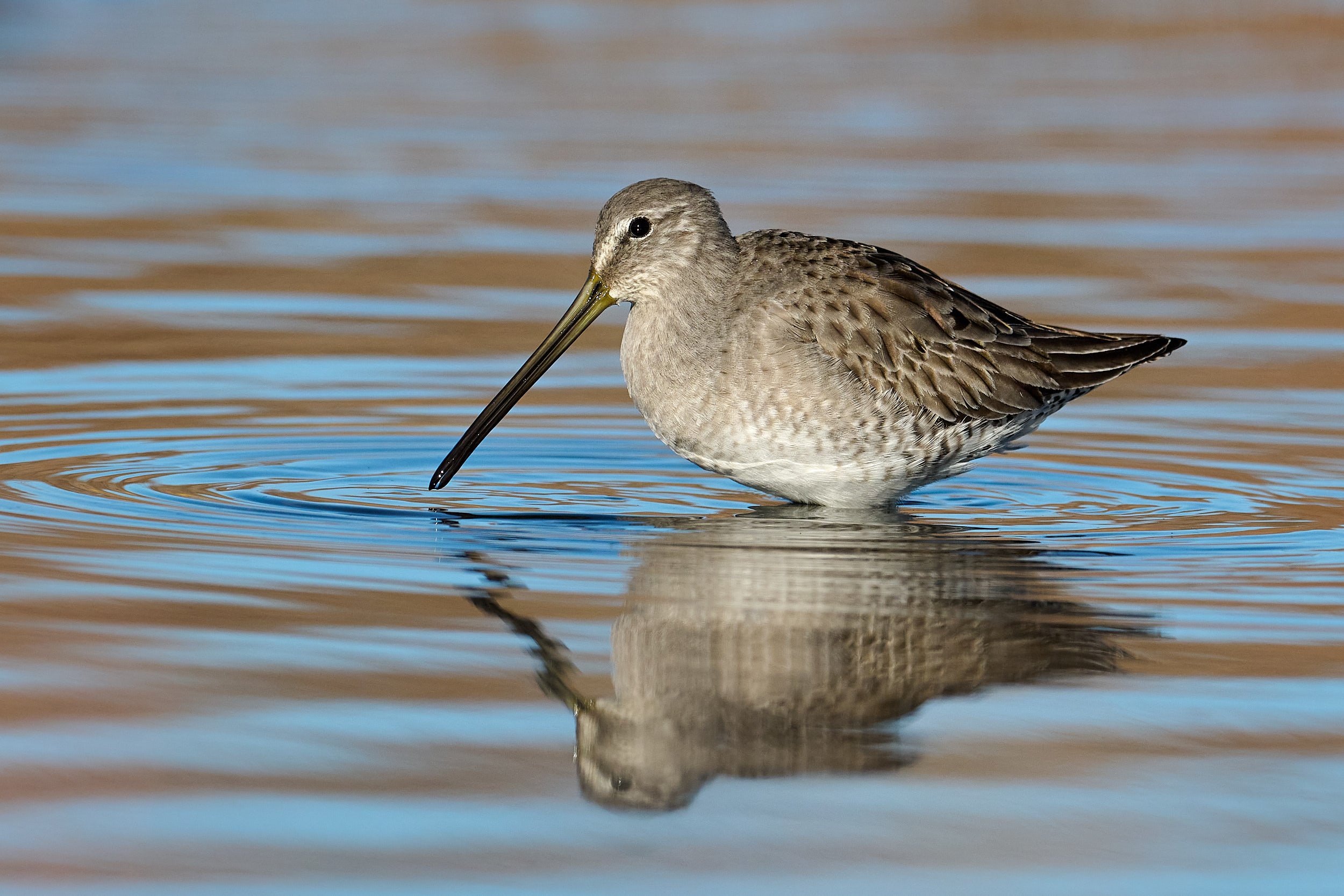 Long-billed Dowitcher
