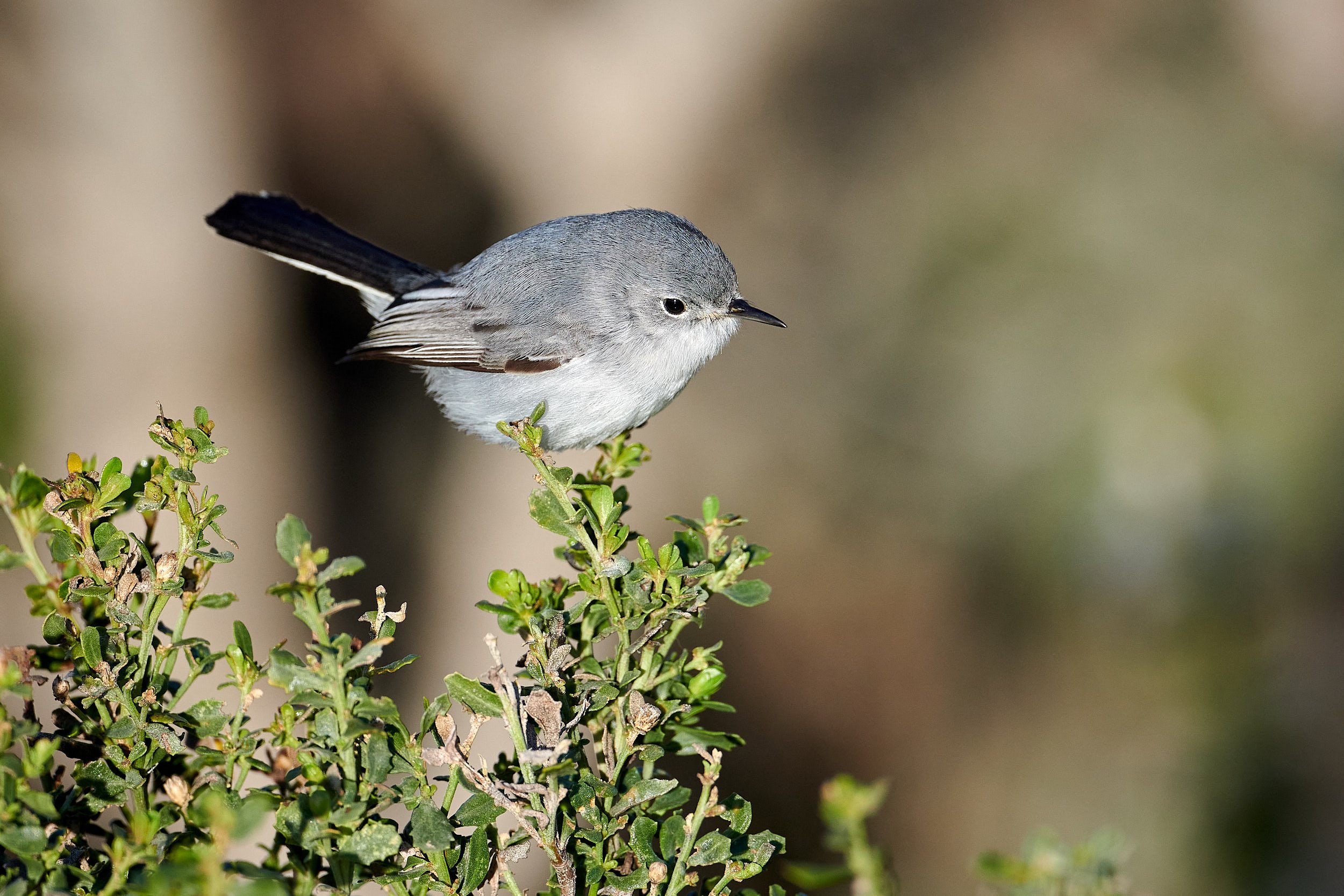 Black-tailed Gnatcatcher