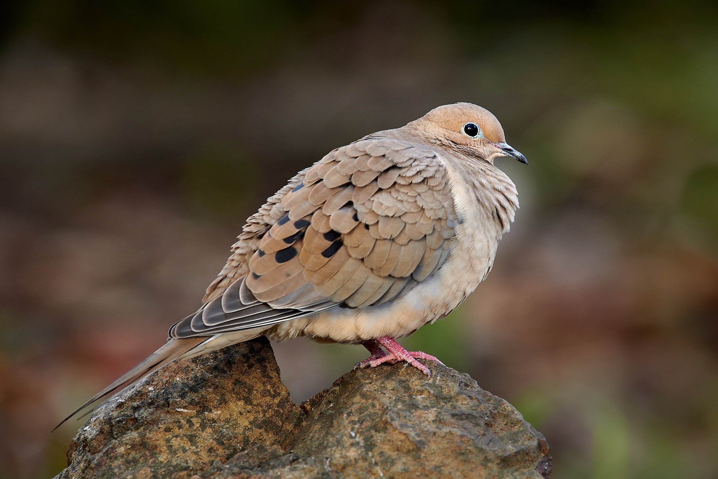 Mourning Dove
