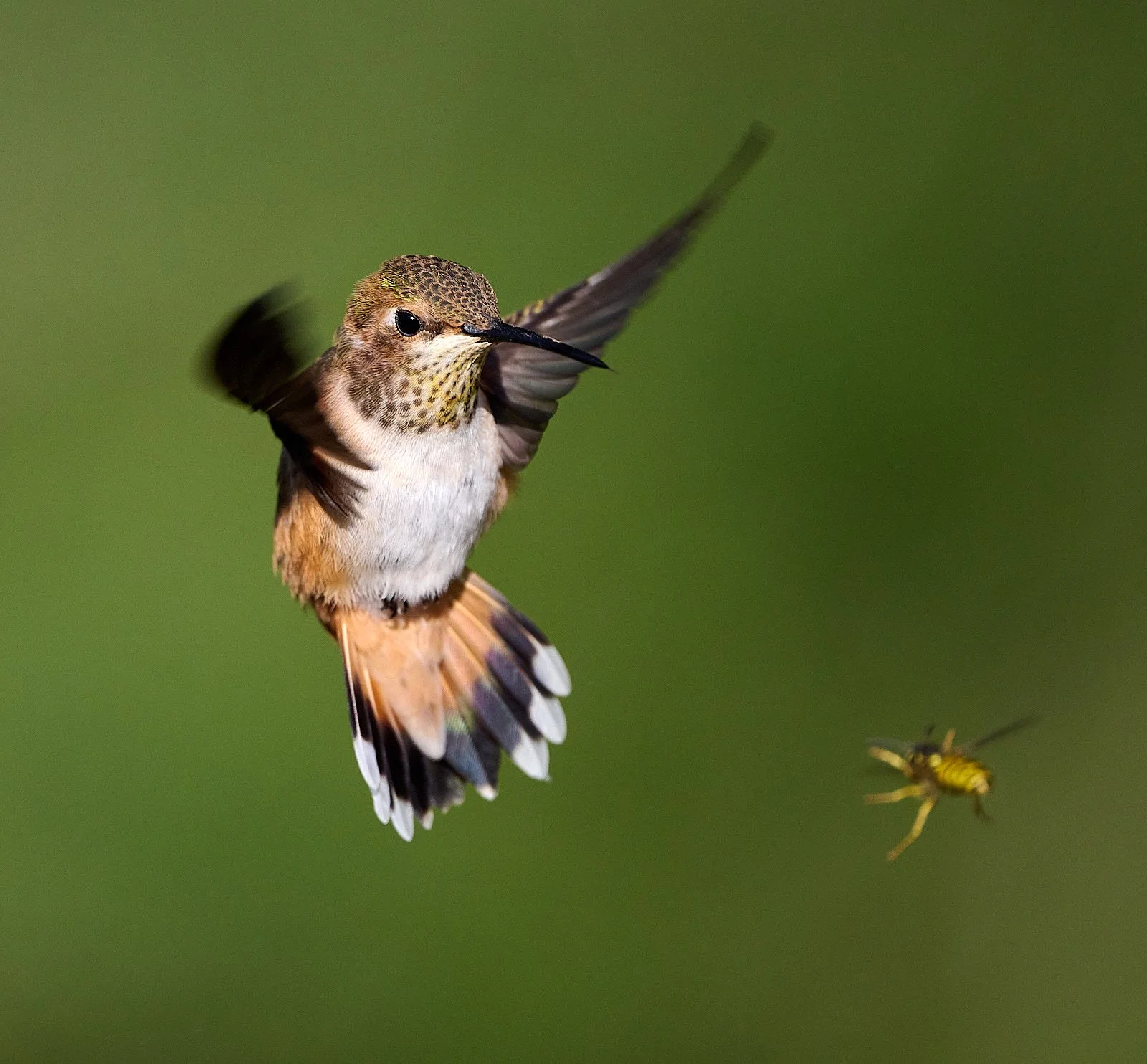 Rufous Hummingbird