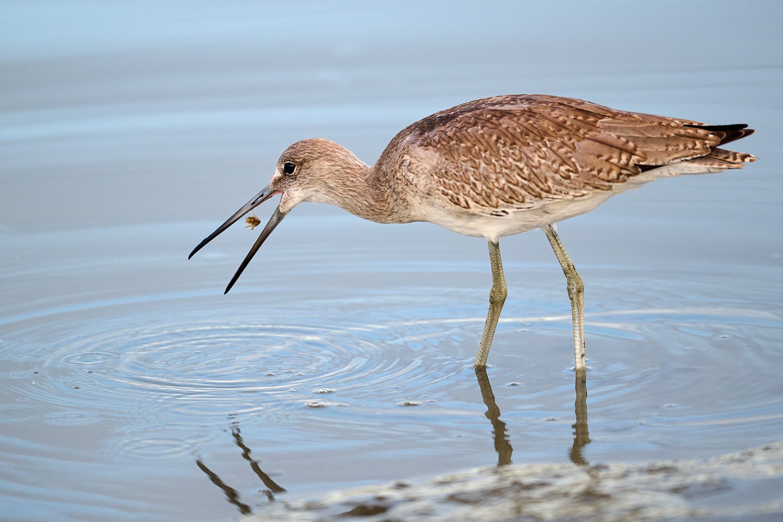 Willet