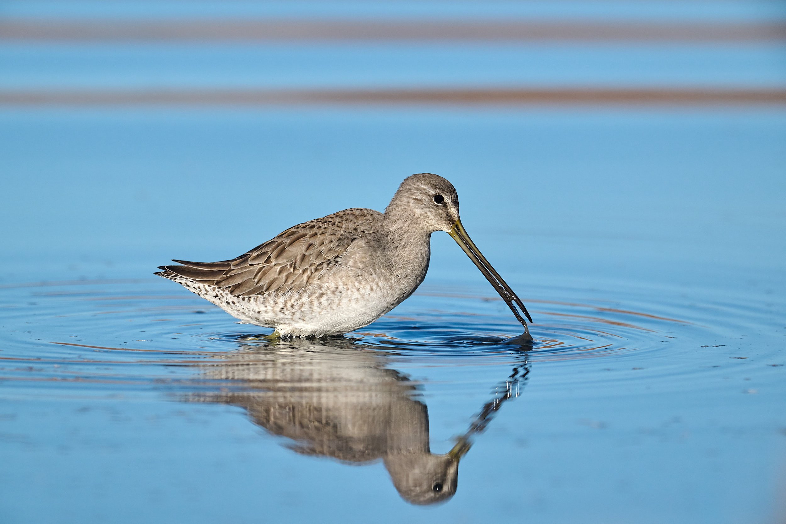 Long-billed Dowitcher