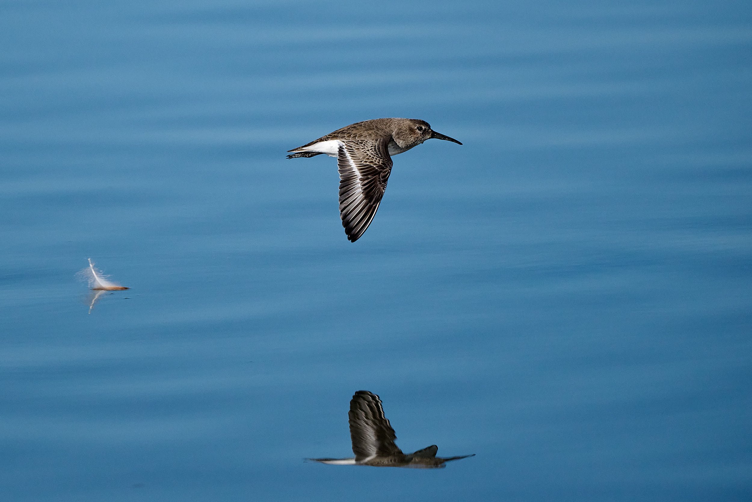 Dunlin