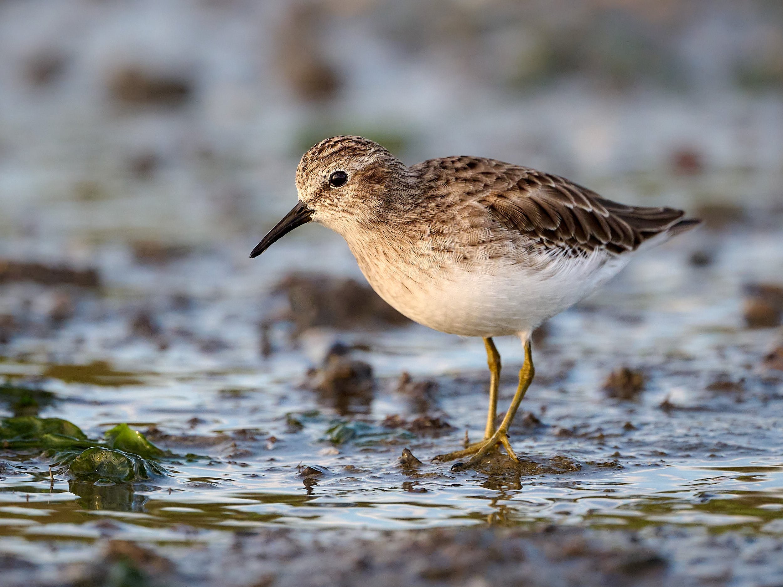 Least Sandpiper