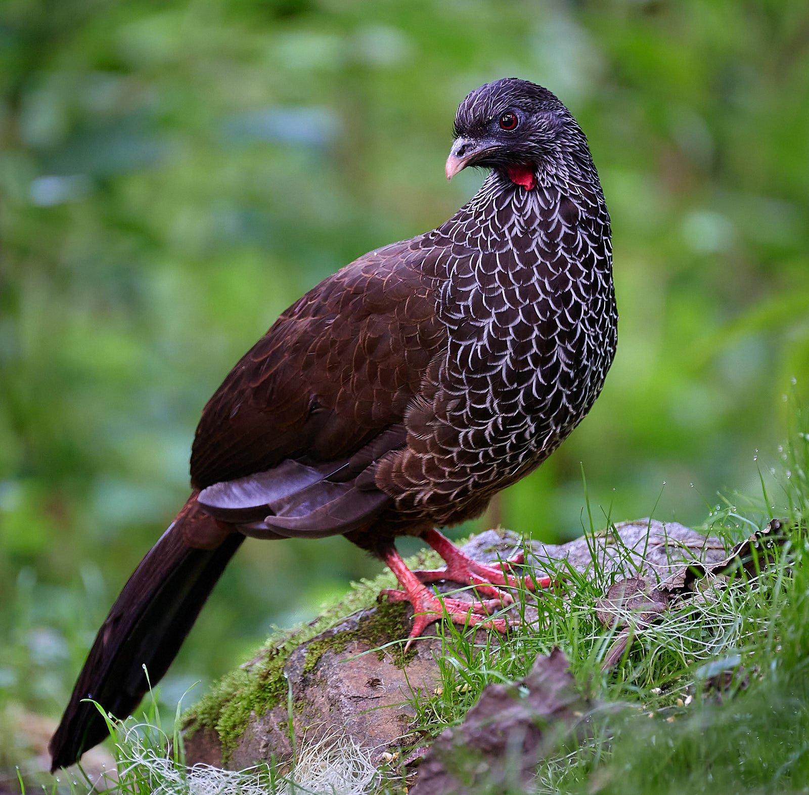 Andean Guan