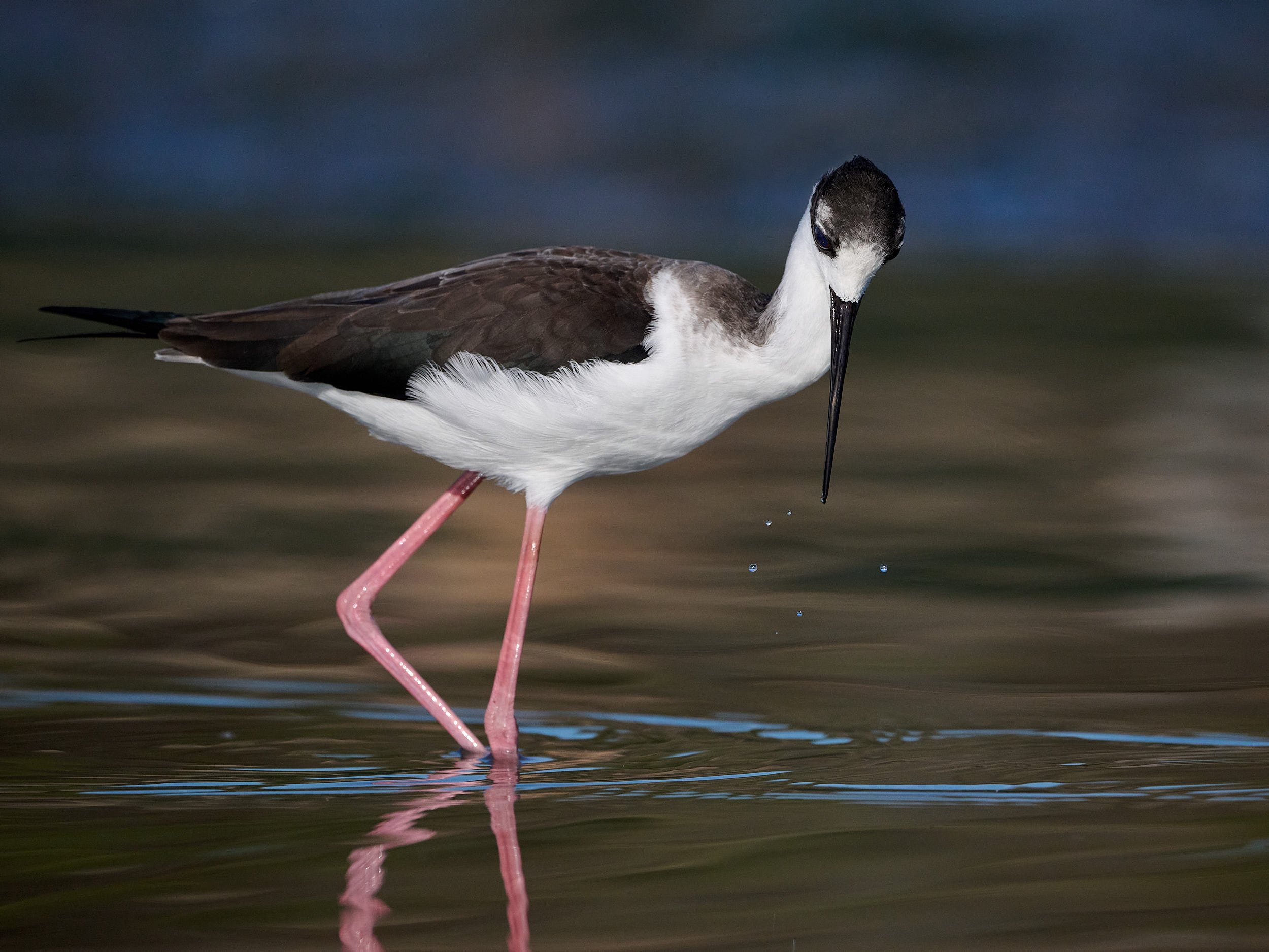 Black-necked Stilt