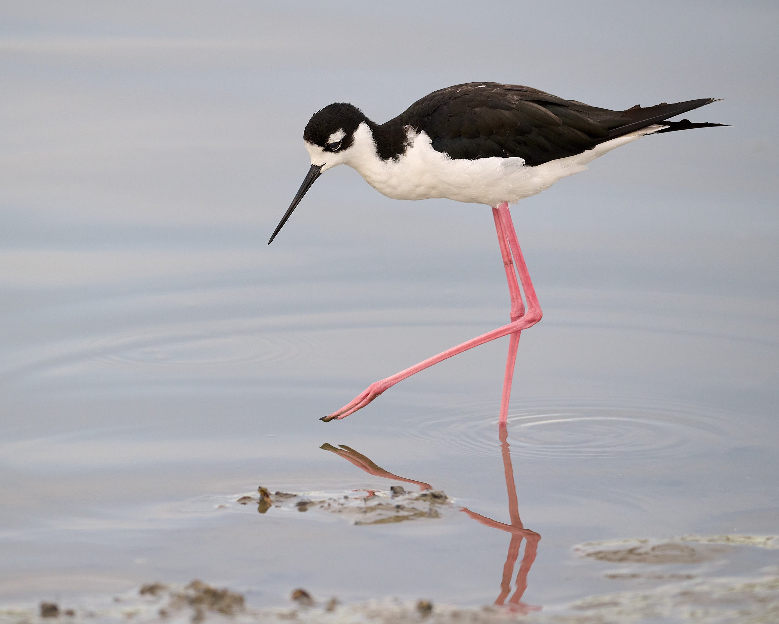 Black-necked Stilt