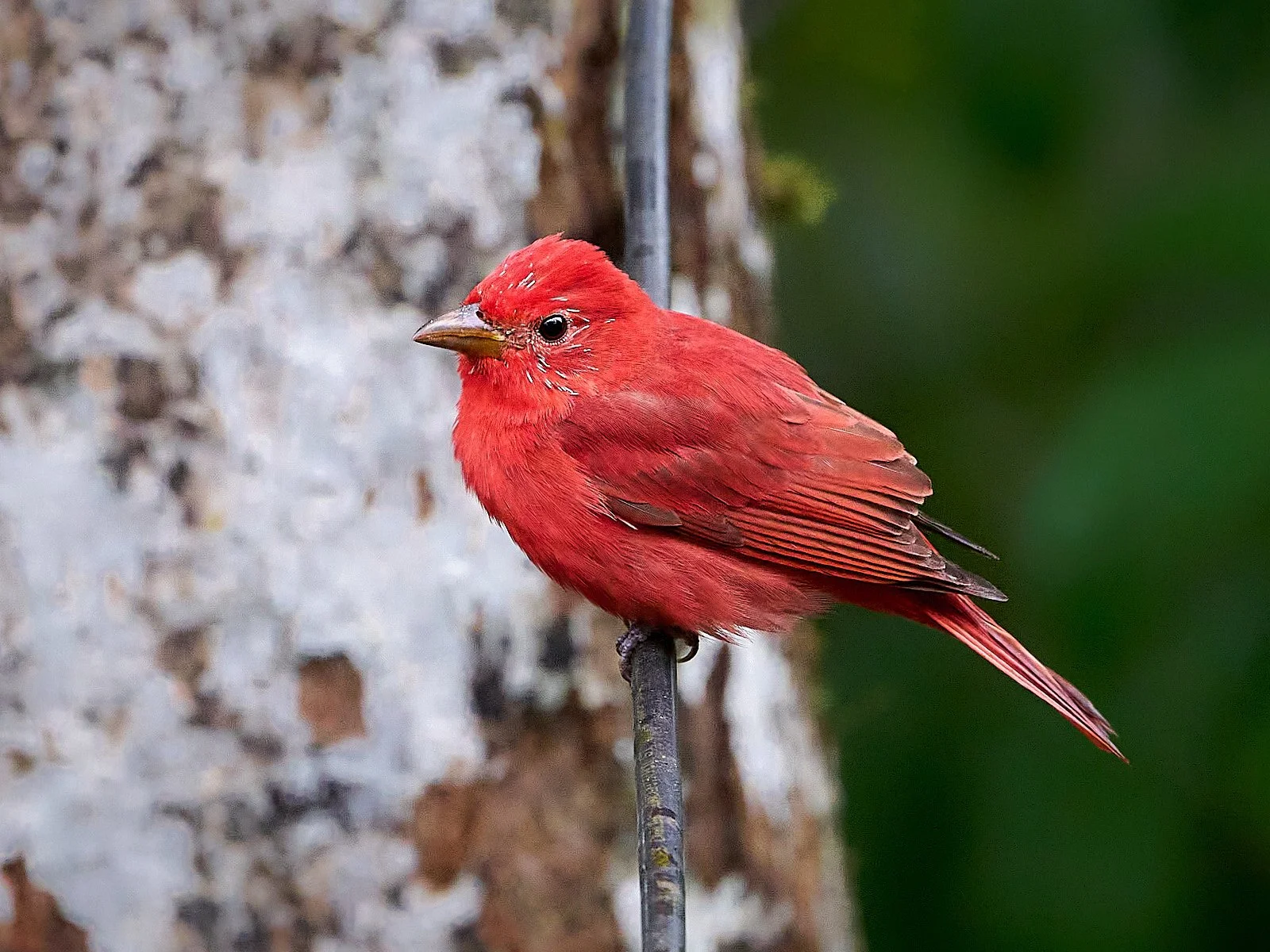 Summer Tanager