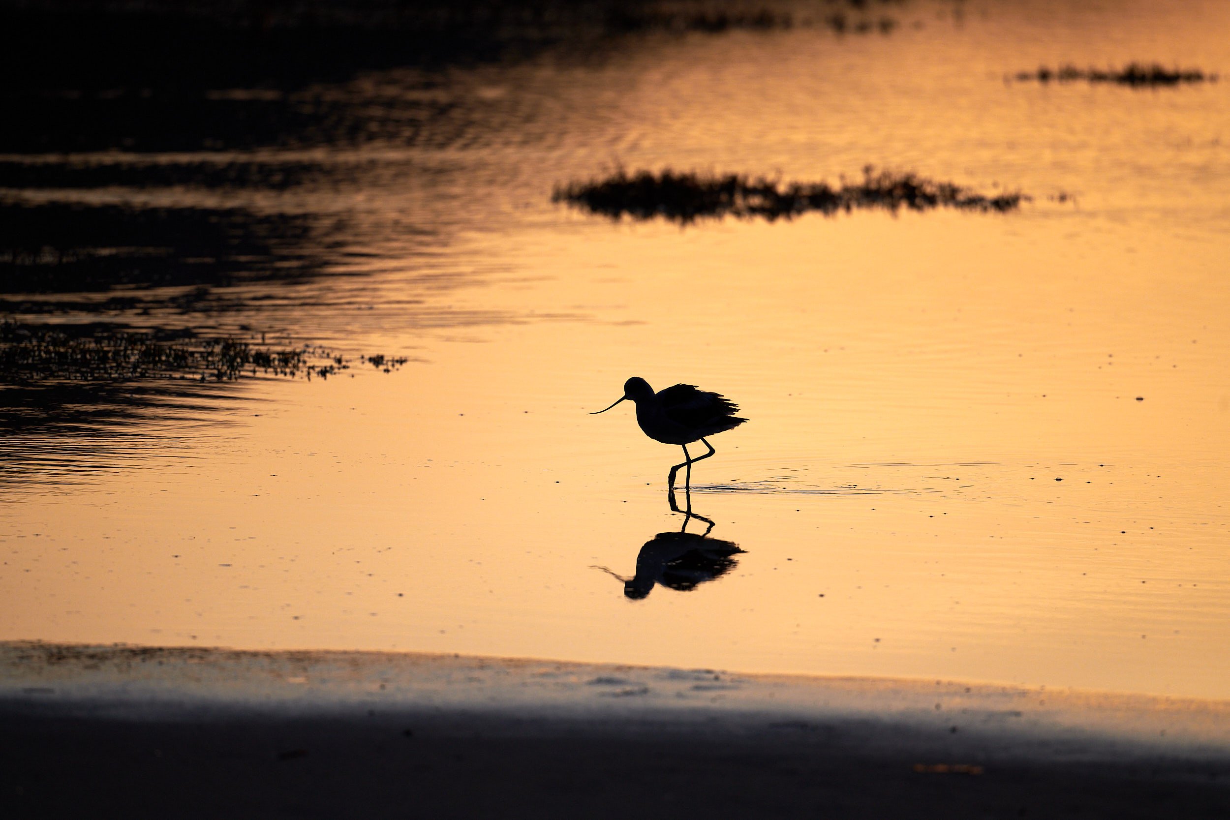 Avocet
