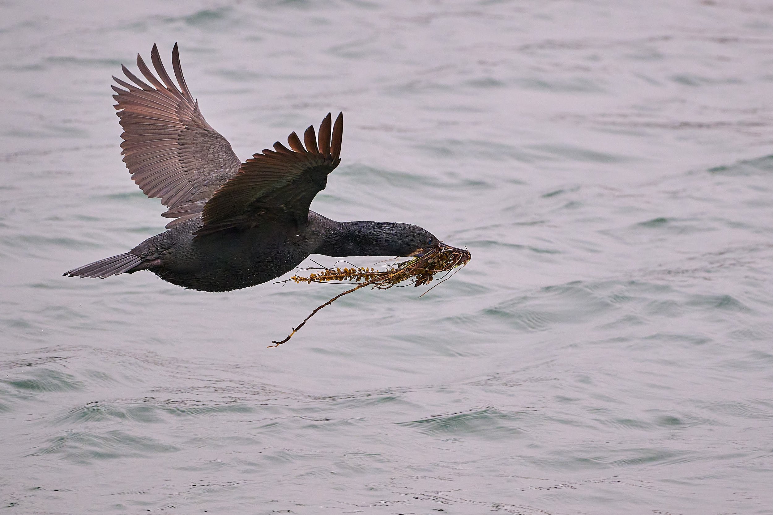 Pelagic Cormorant with nesting material