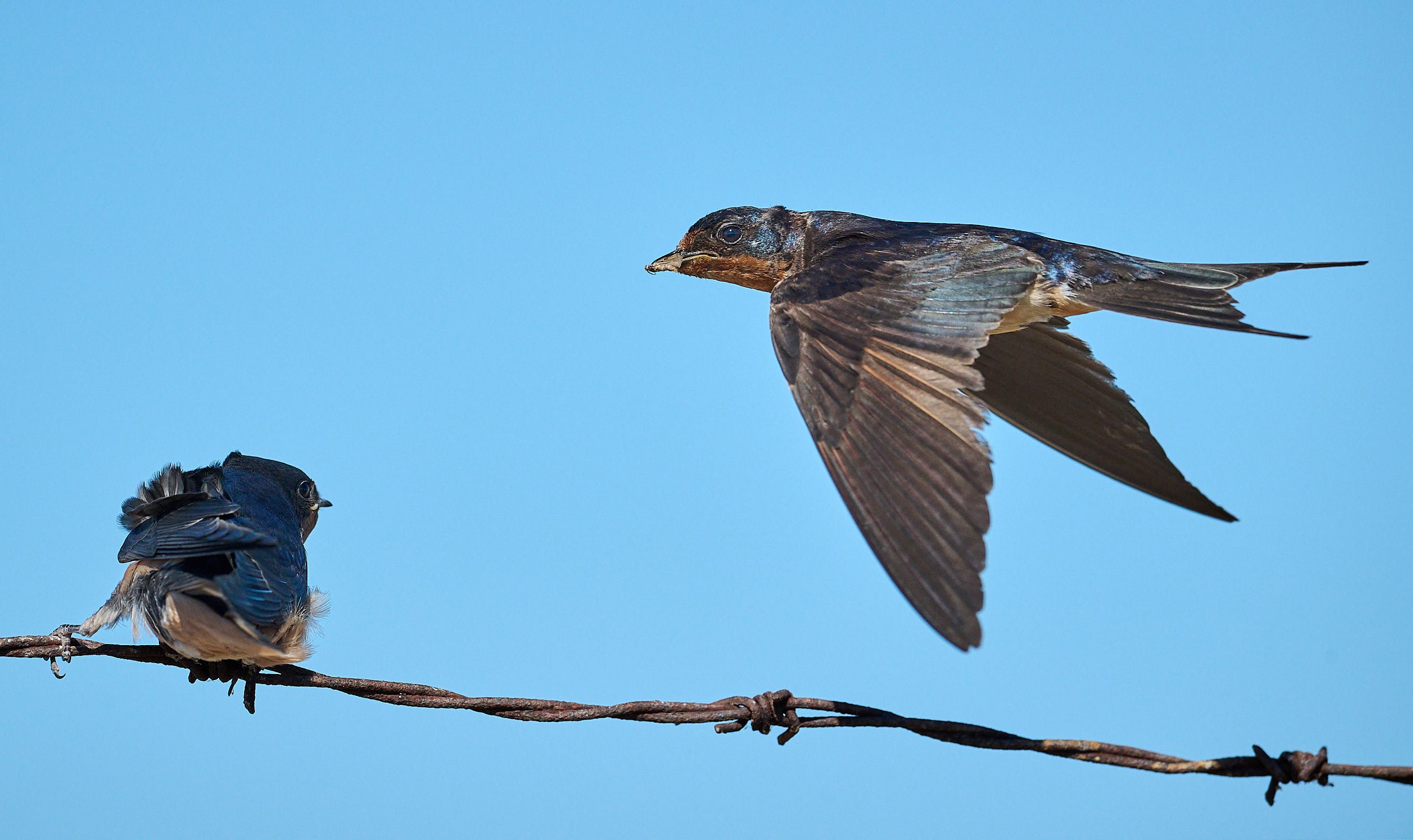 Barn Swallow