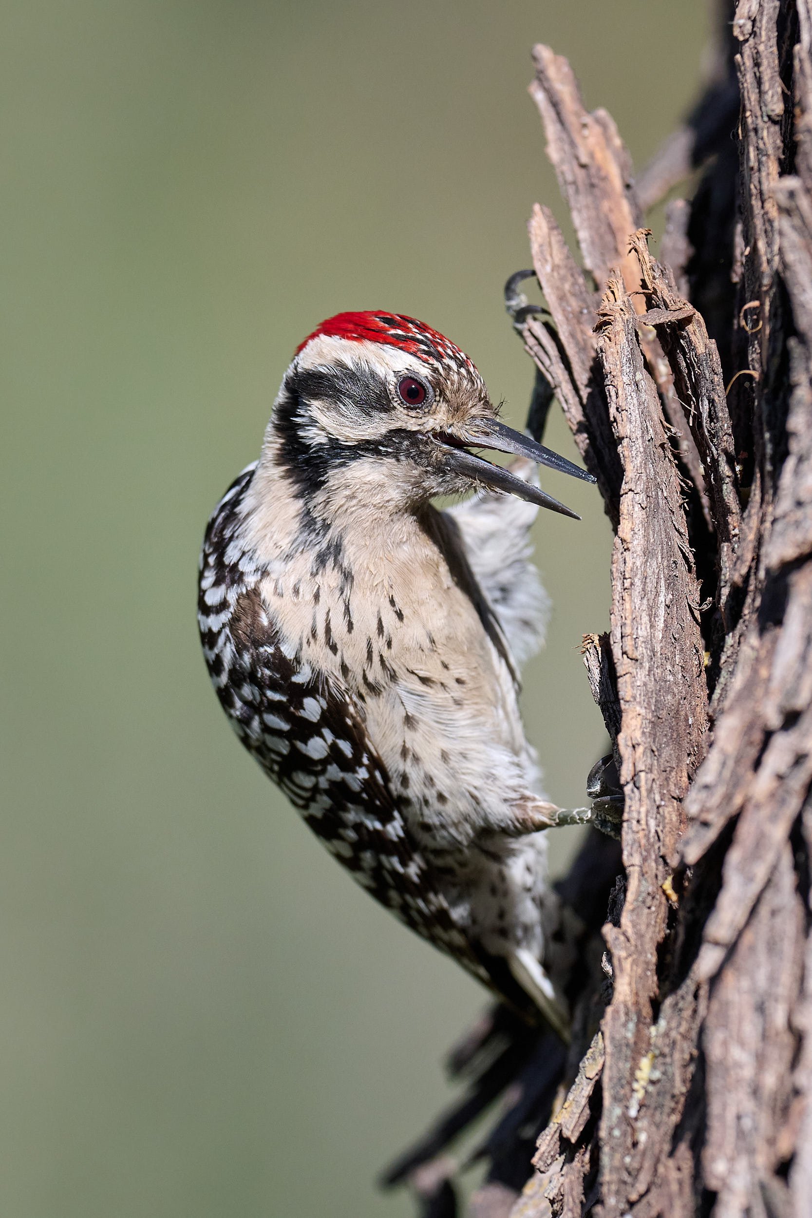 Ladder-backed Woodpecker