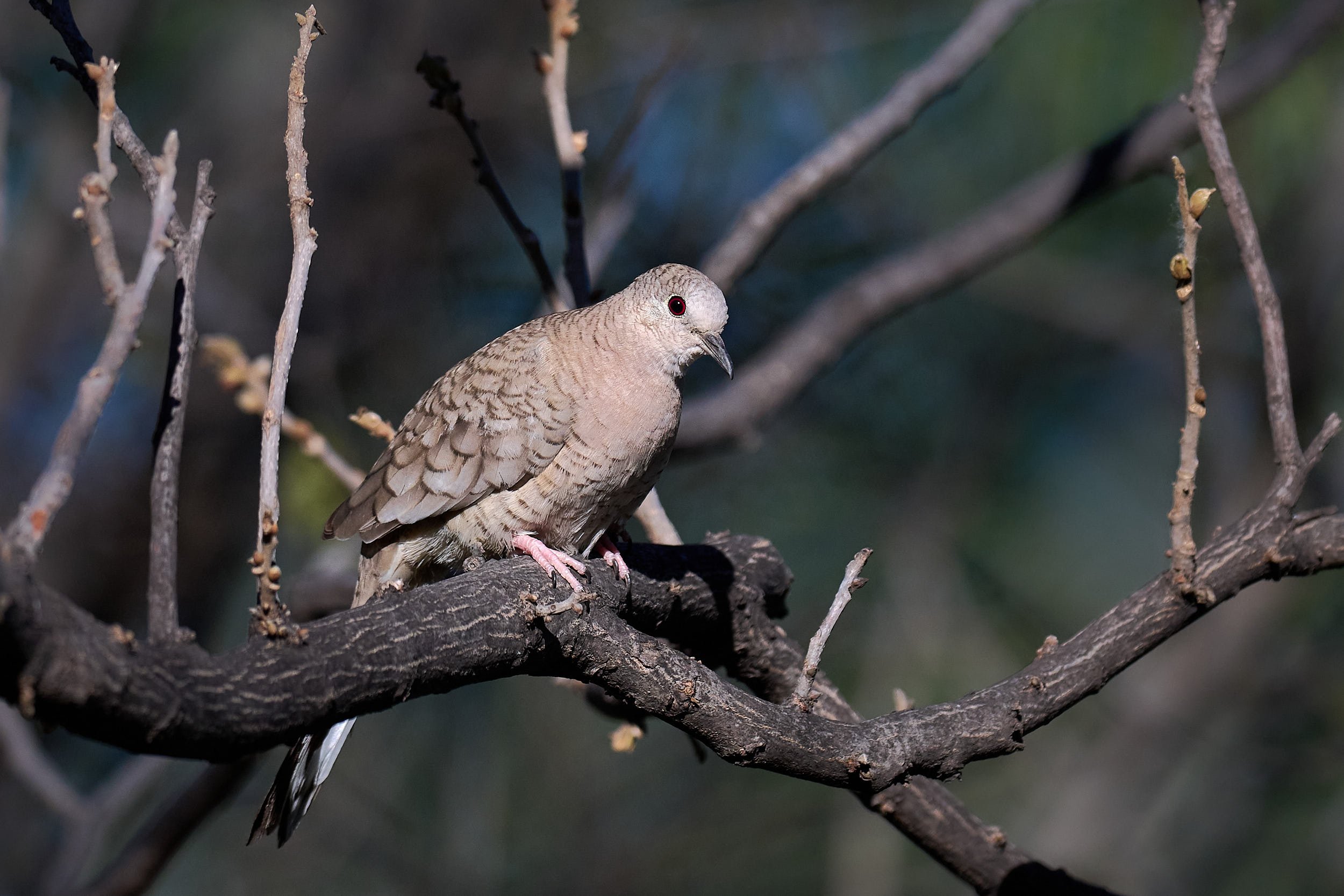 Inca Dove
