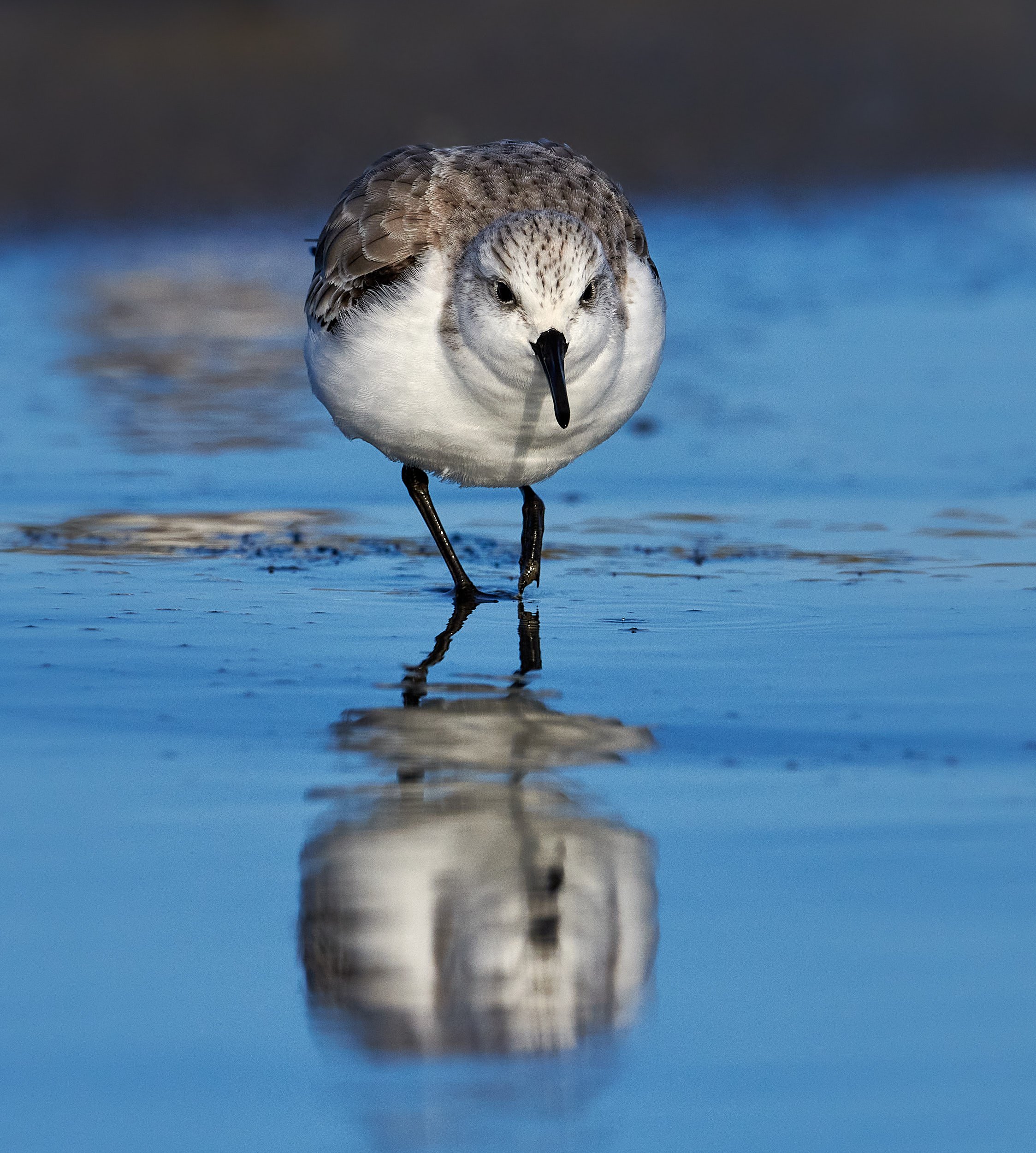 Sanderling