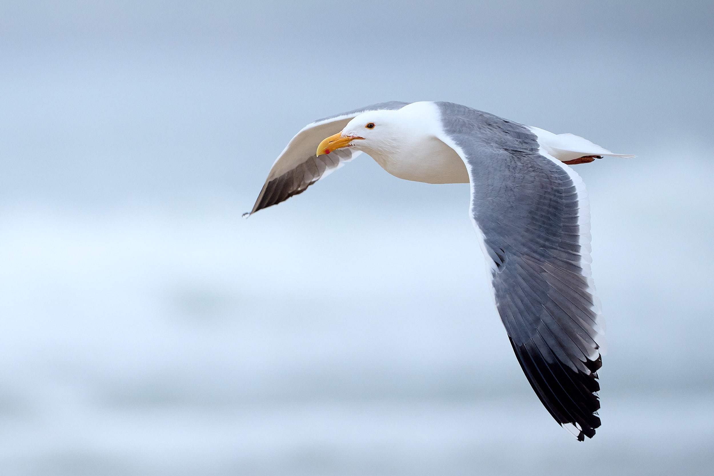 Western Gull