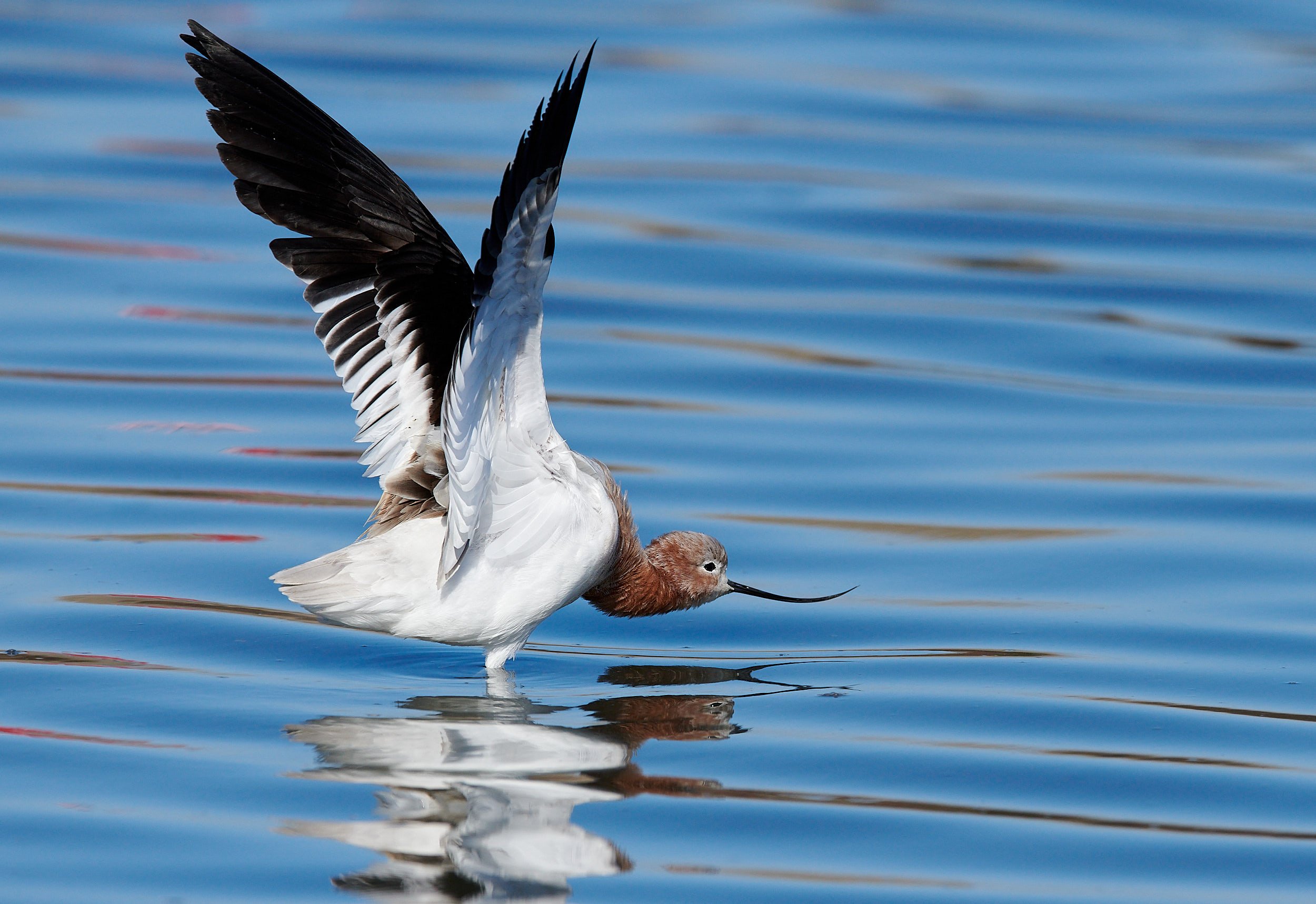 Avocet