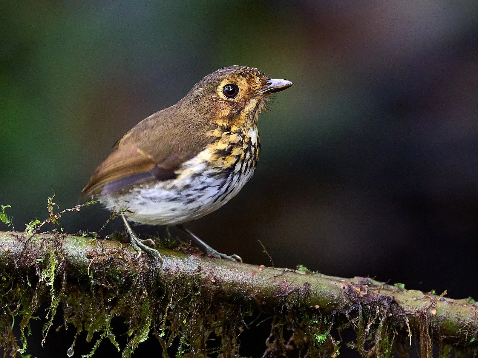 Ochre-breasted Antpitta