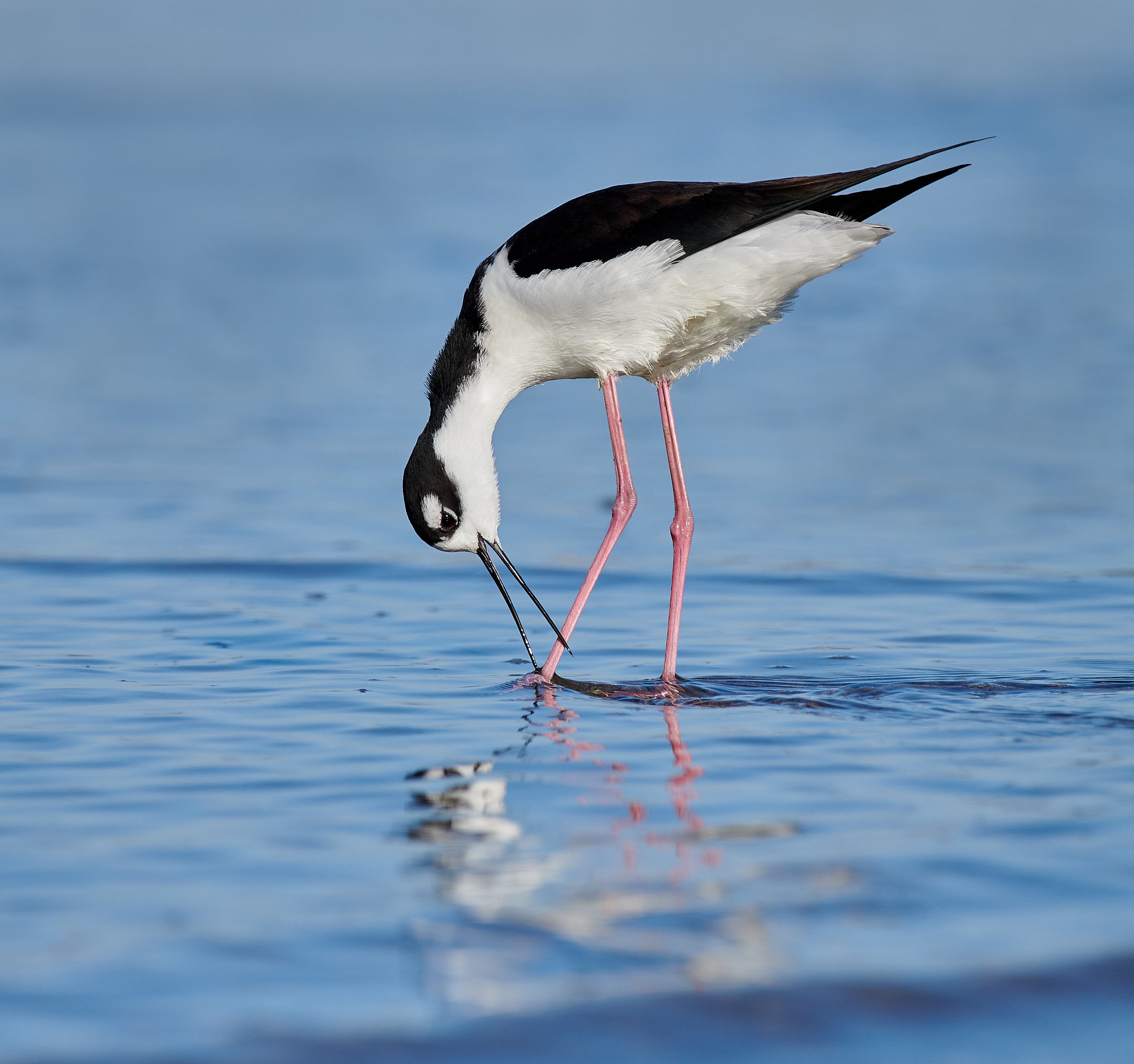 Black-necked Stilt