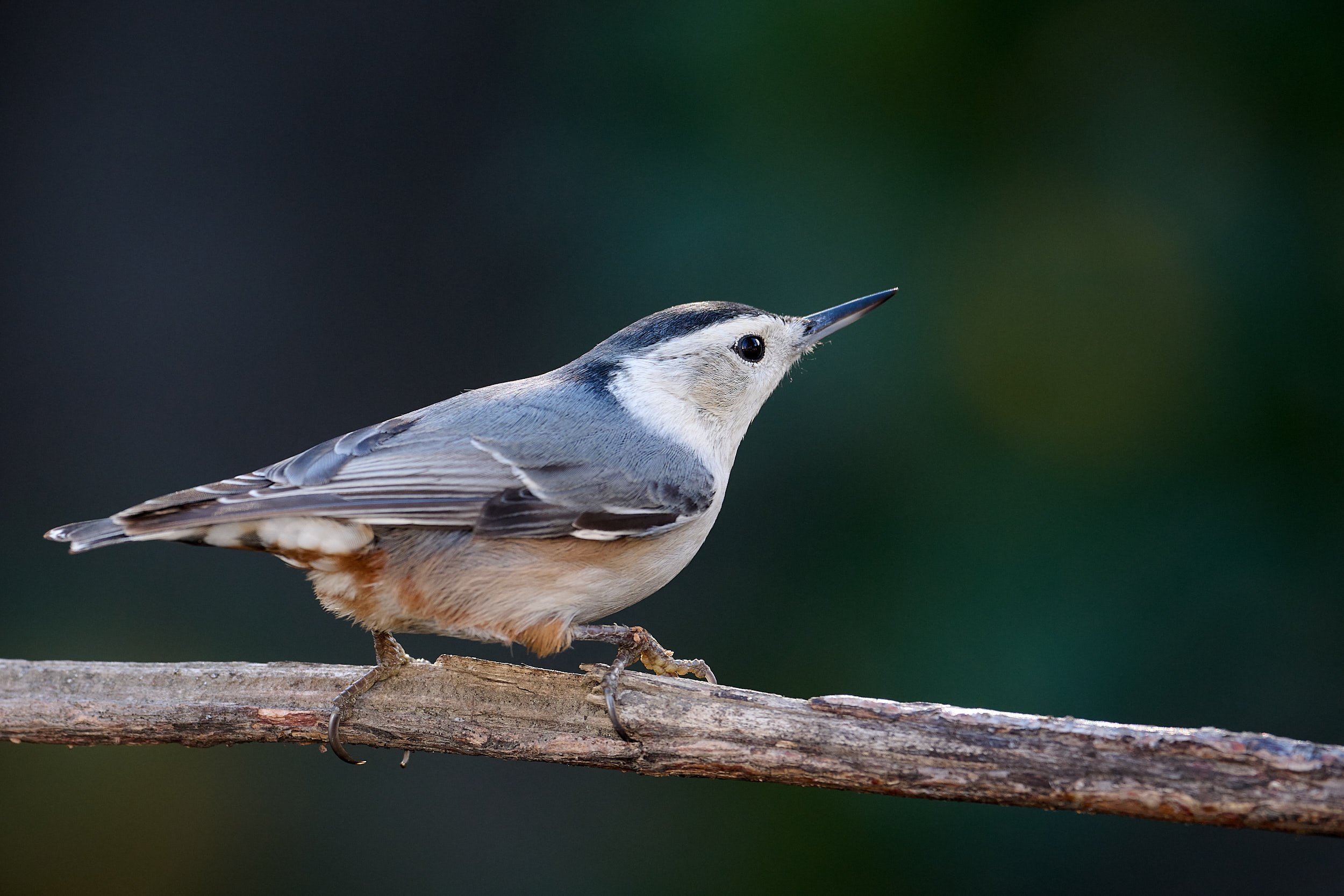 White-breasted Nuthatch