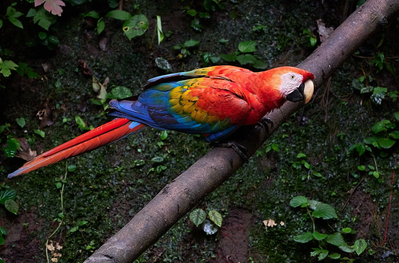Scarlet Macaw