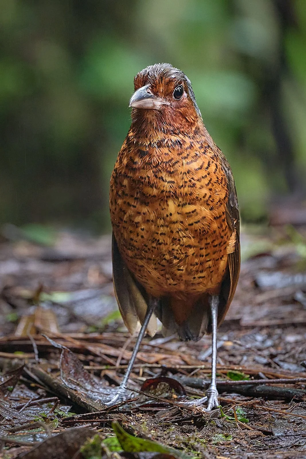 Giant Antpitta