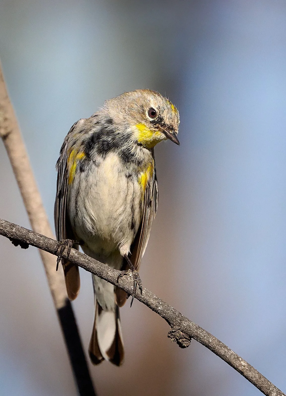 Yellow-rumped Warbler