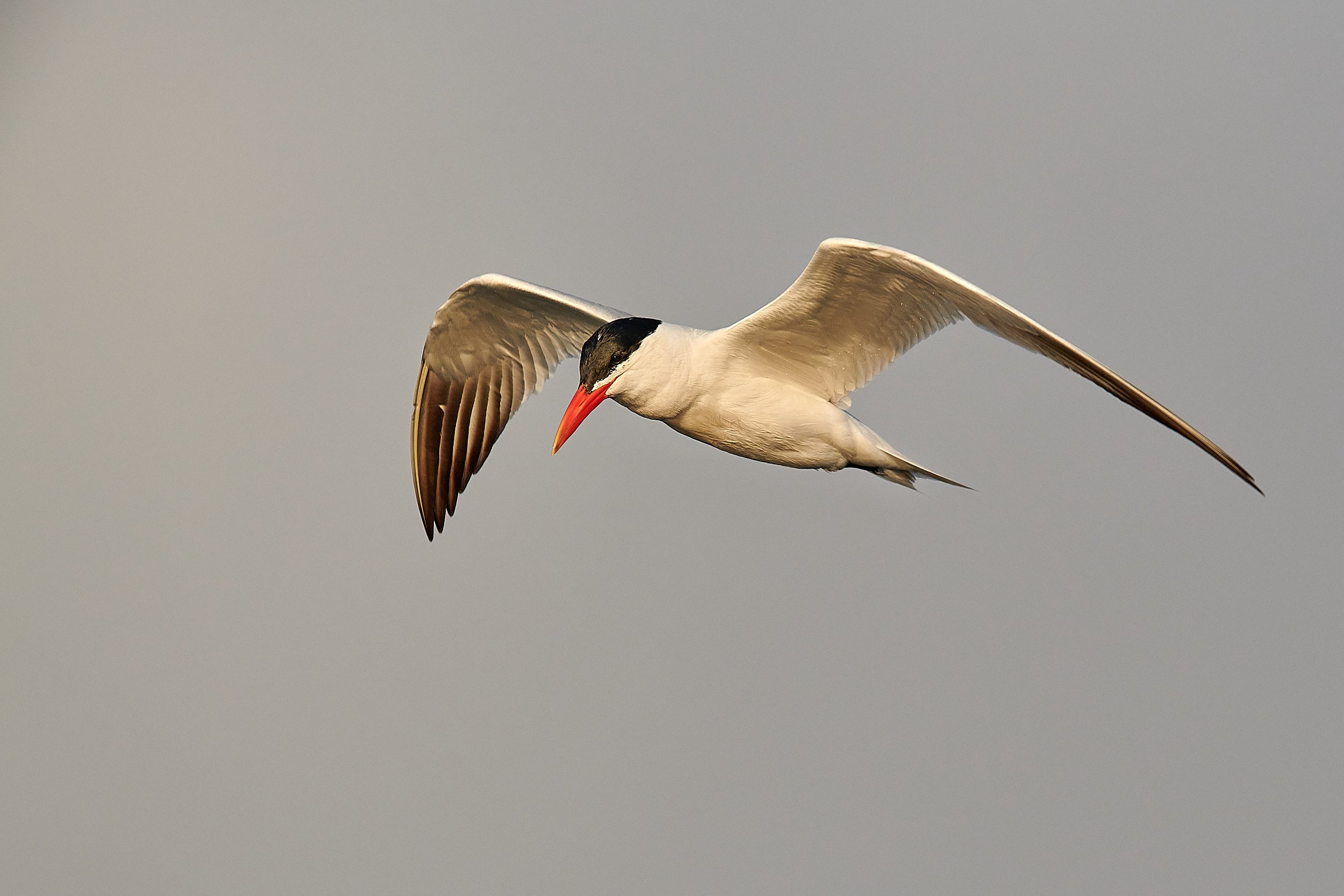 Caspian Tern