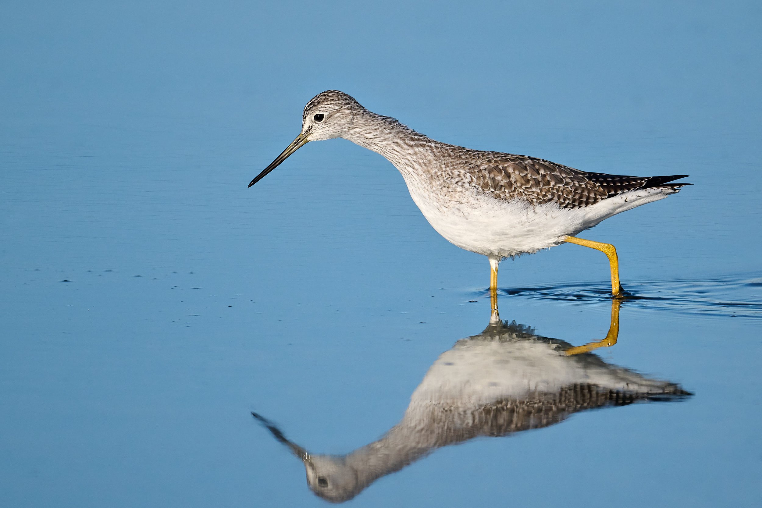 Lesser Yellowlegs