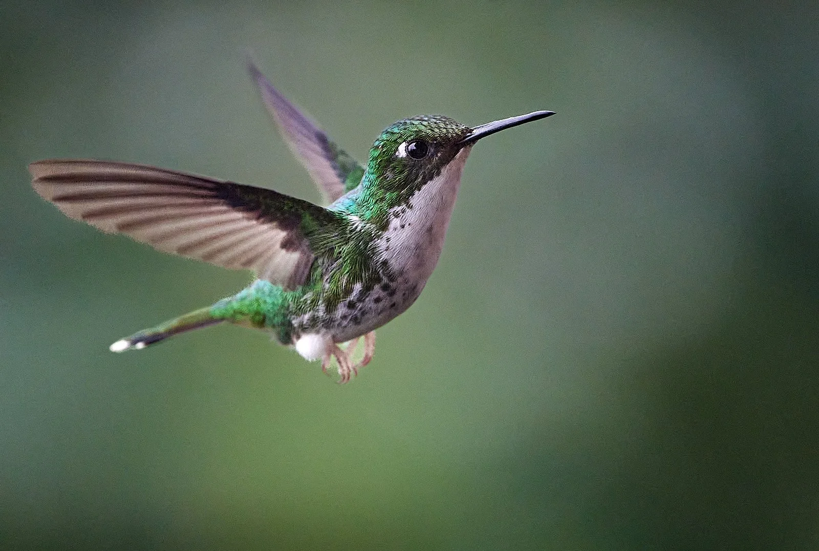 White-booted Racket-tail