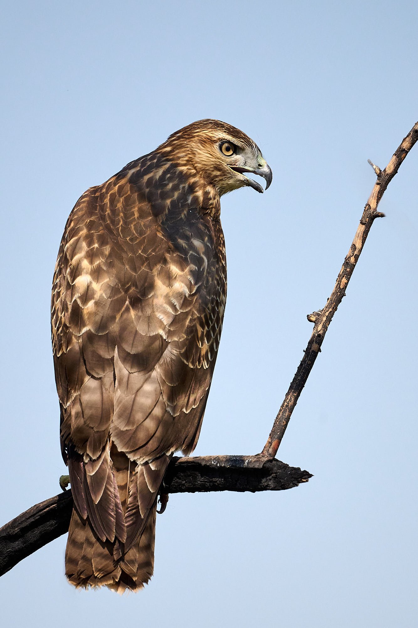 Red-tailed Hawk