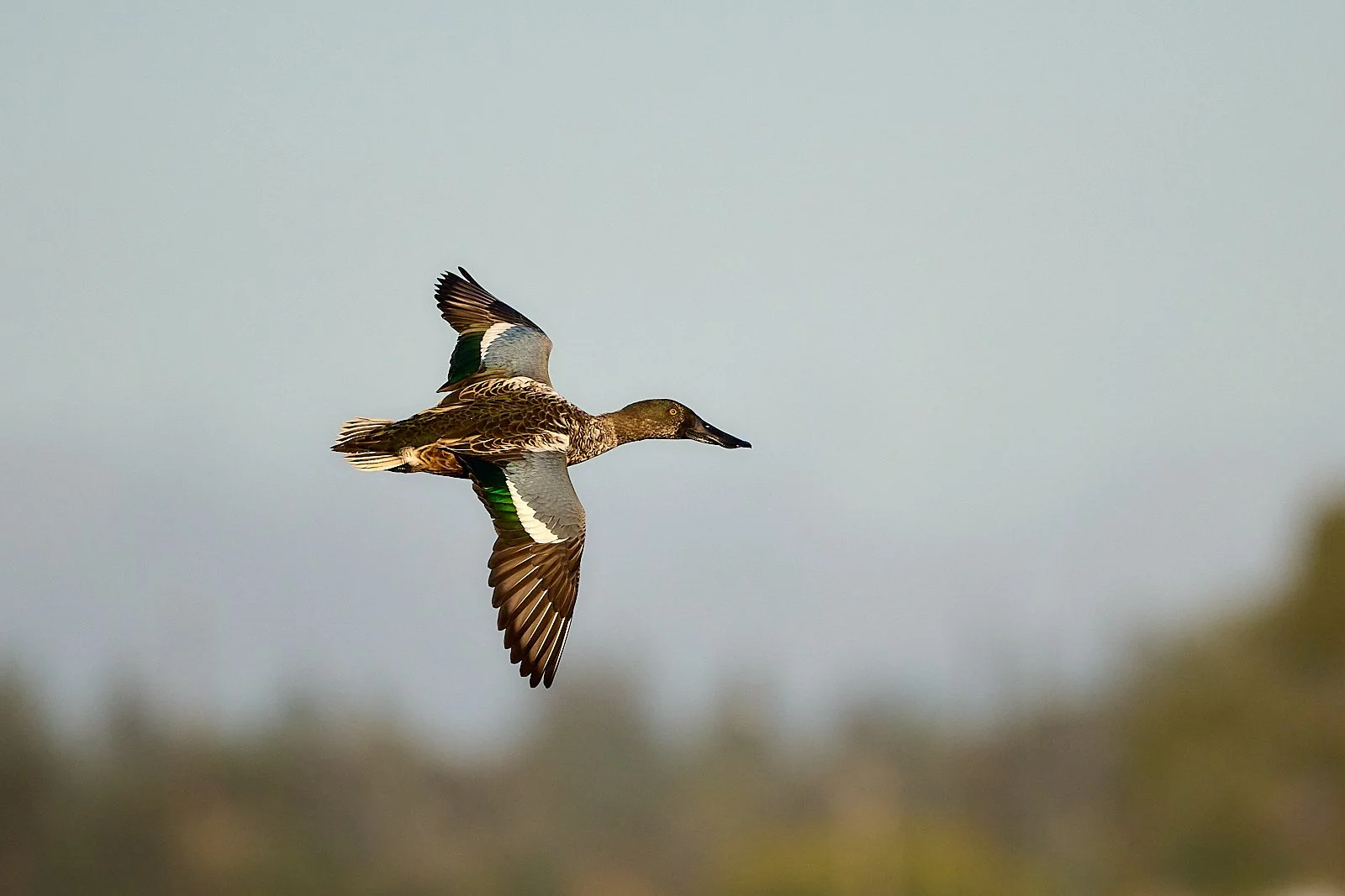 Northern Shoveler