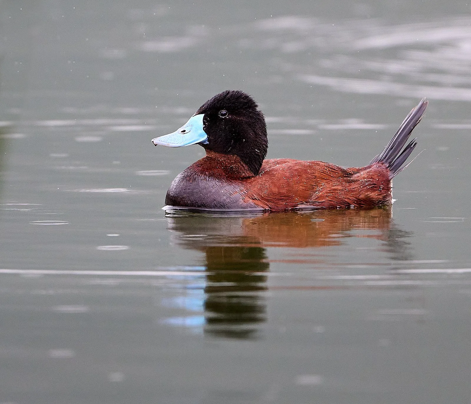 Andean duck