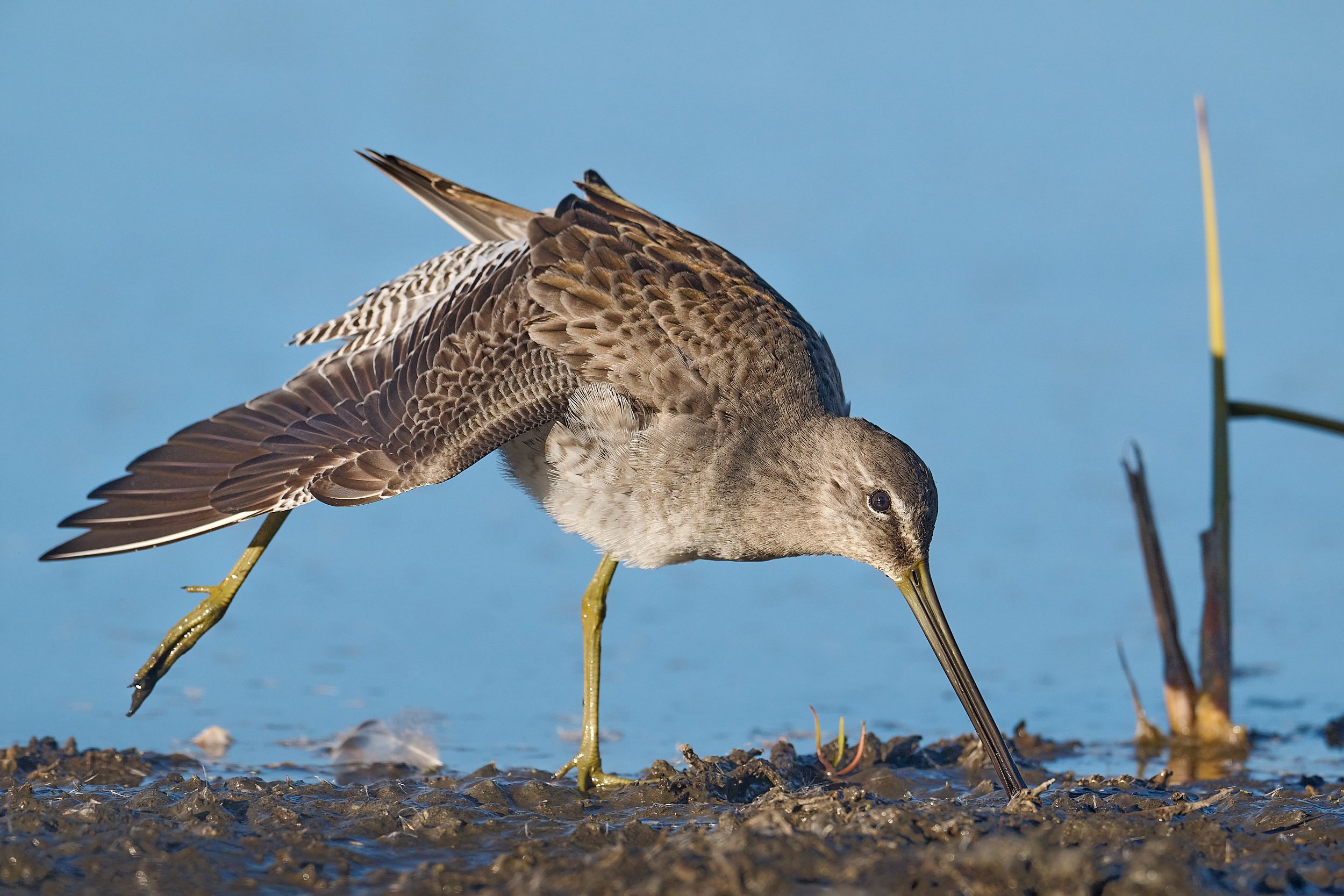 Long-billed Dowitcher