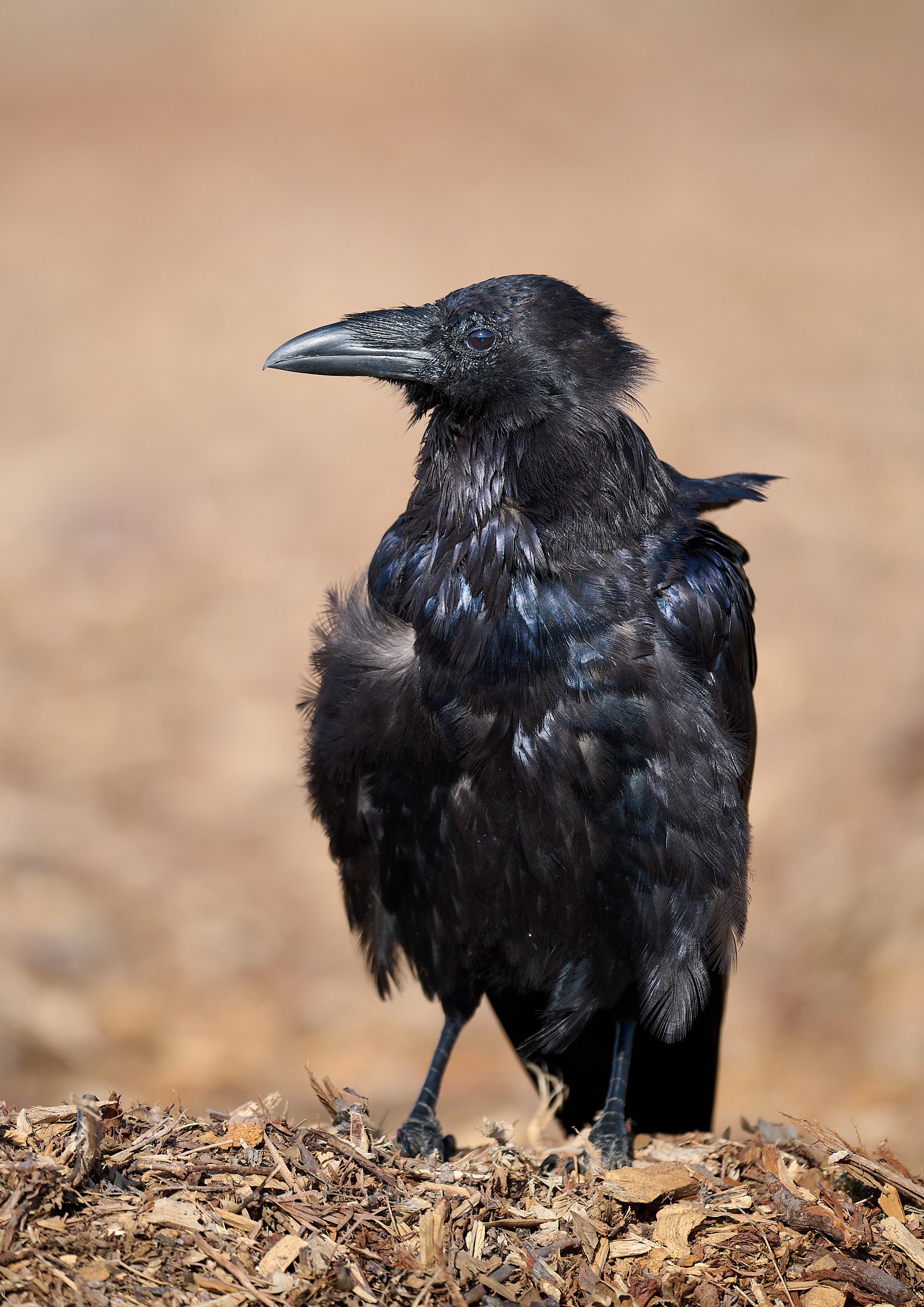 Common Raven