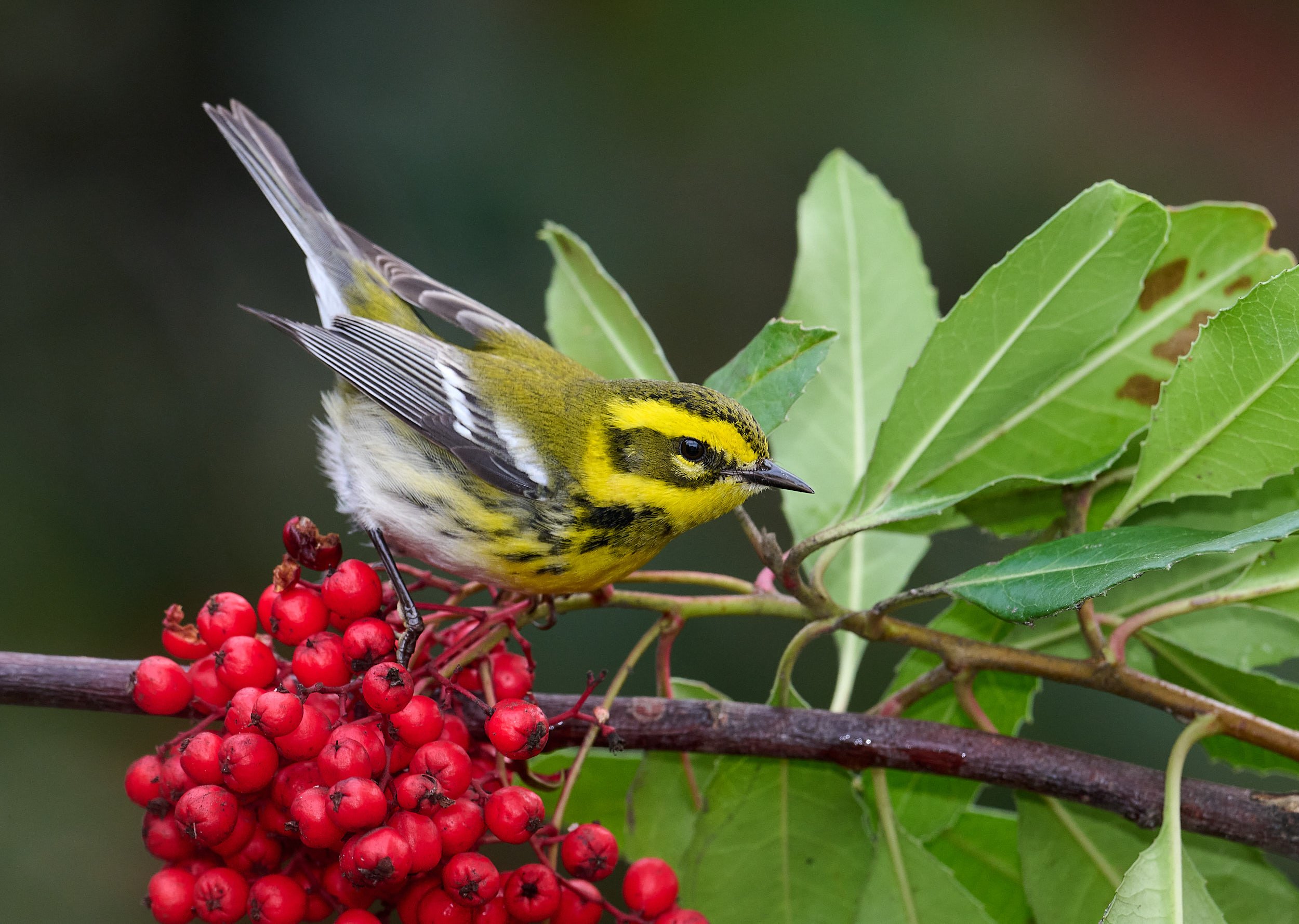 Townsend's Warbler