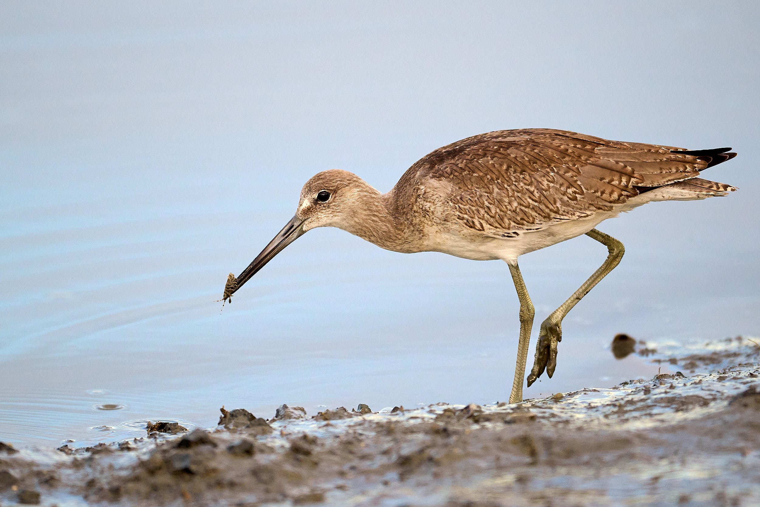 Willet