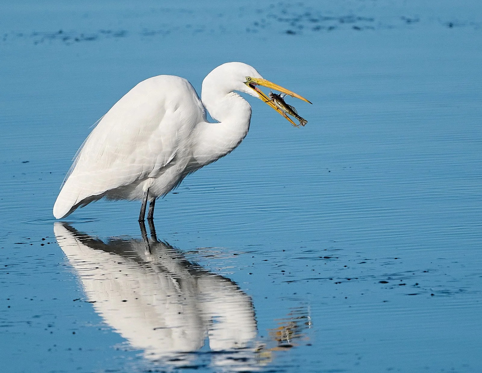 Great Egret